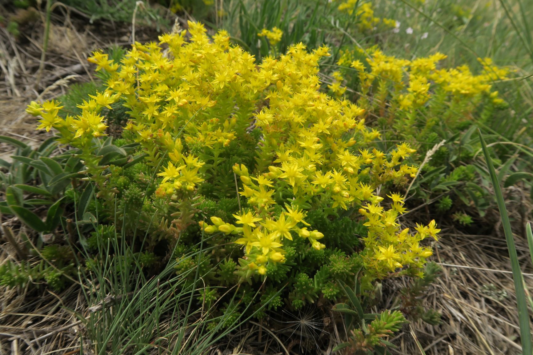 06.25 Winden-Jois Hackelsberg Jungerberg Sedum sexangulare Milder Mauerpfeffer, Hackelsberg Westseite 25.06.2020 C5X (11).JPG