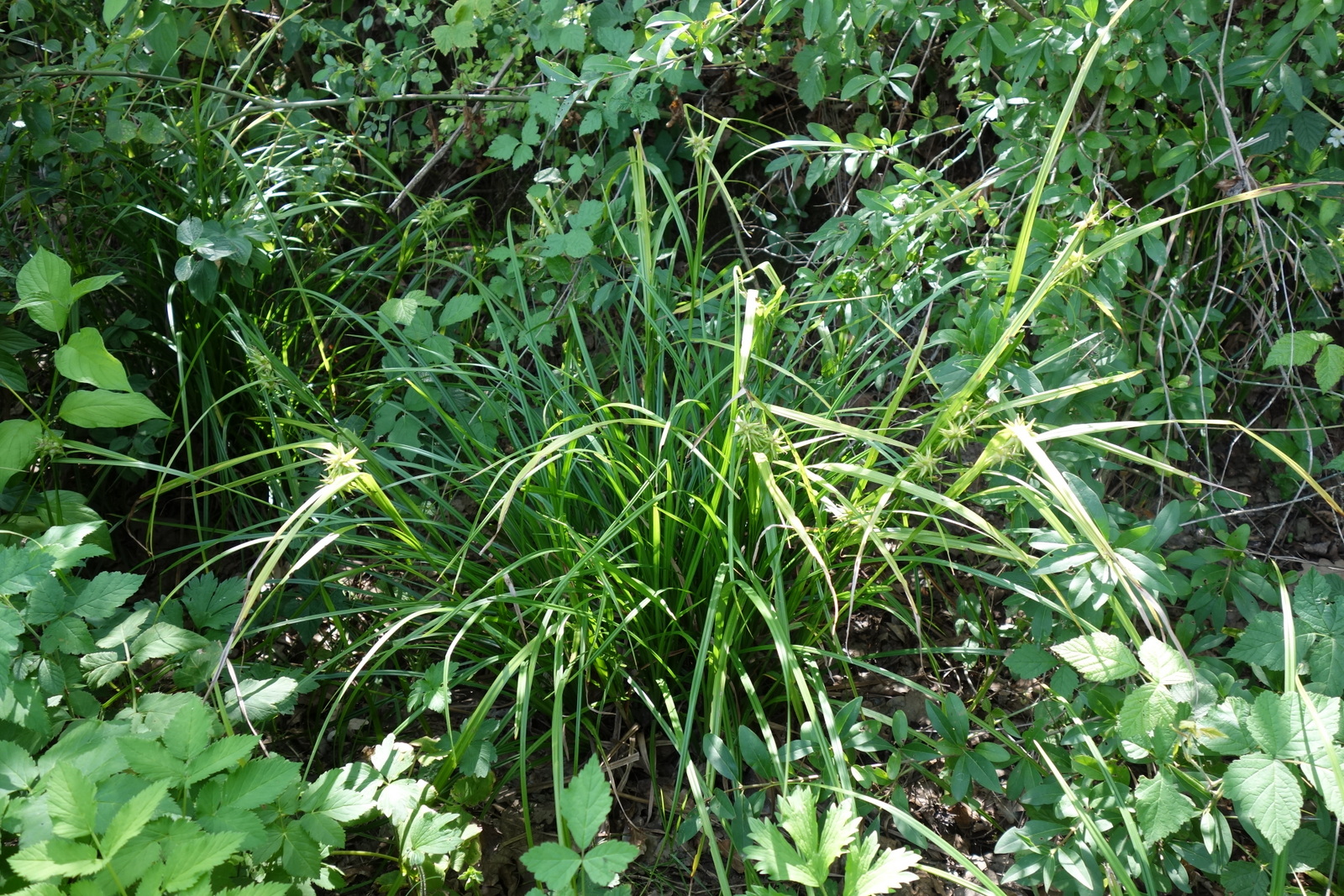 Carex grayi_Stiefern_Hungerfeld_20170822-001.JPG
