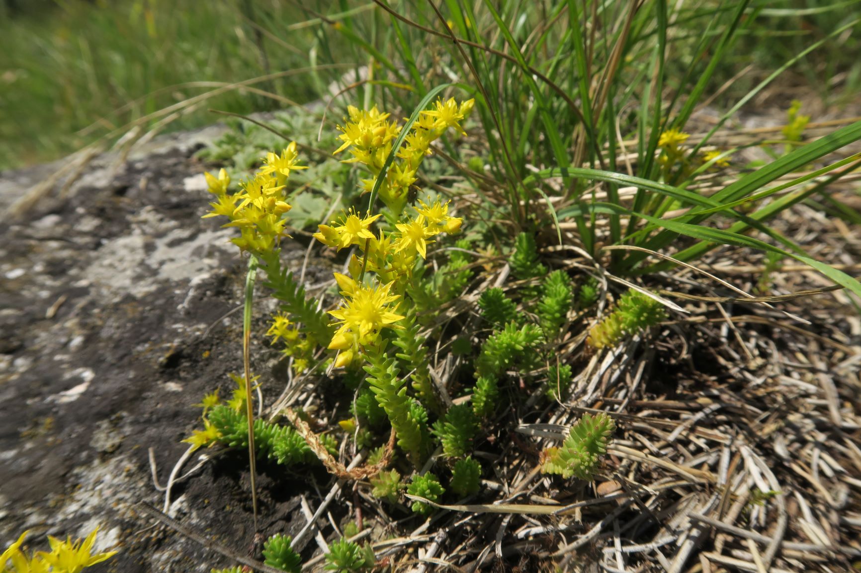 07.05 Bad Fischau-Brunn Sedum thartii Östlicher Felsen-Mauerpfeffer, Trockenrasen südl. Brunn-Bad Fischau 05.07.2020 C5X (1).JPG