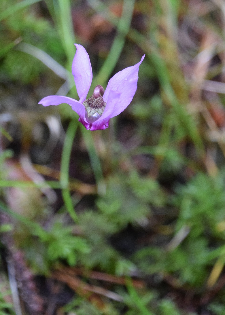 Kernhof-Gscheid- - 25072020-(20) - Cyclamen purpurascens - Alpen-Zyklame.JPG