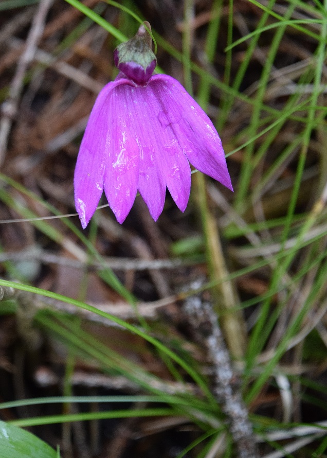 Kernhof-Gscheid- - 25072020-(18) - Cyclamen purpurascens - Alpen-Zyklame.JPG