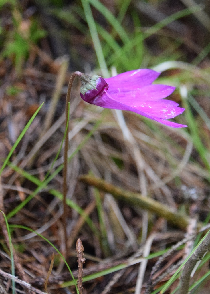 Kernhof-Gscheid- - 25072020-(19) - Cyclamen purpurascens - Alpen-Zyklame.JPG