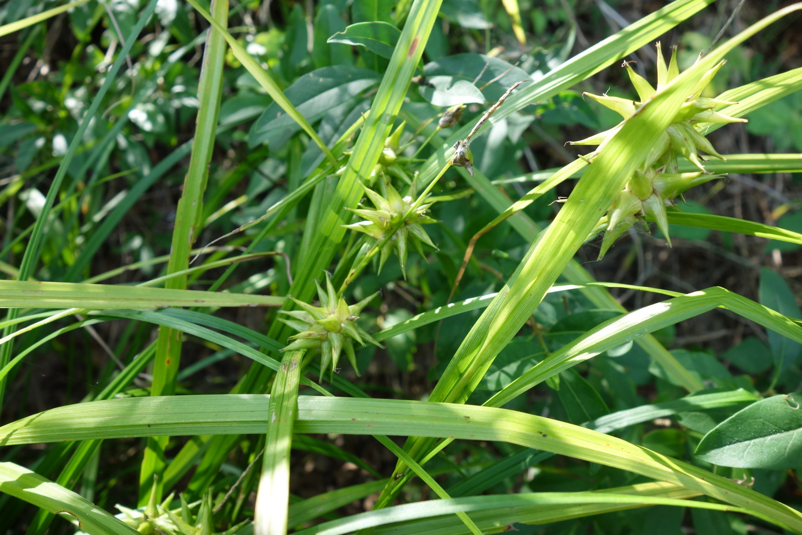 Carex grayi_Stiefern_Hungerfeld_20170822-002.JPG