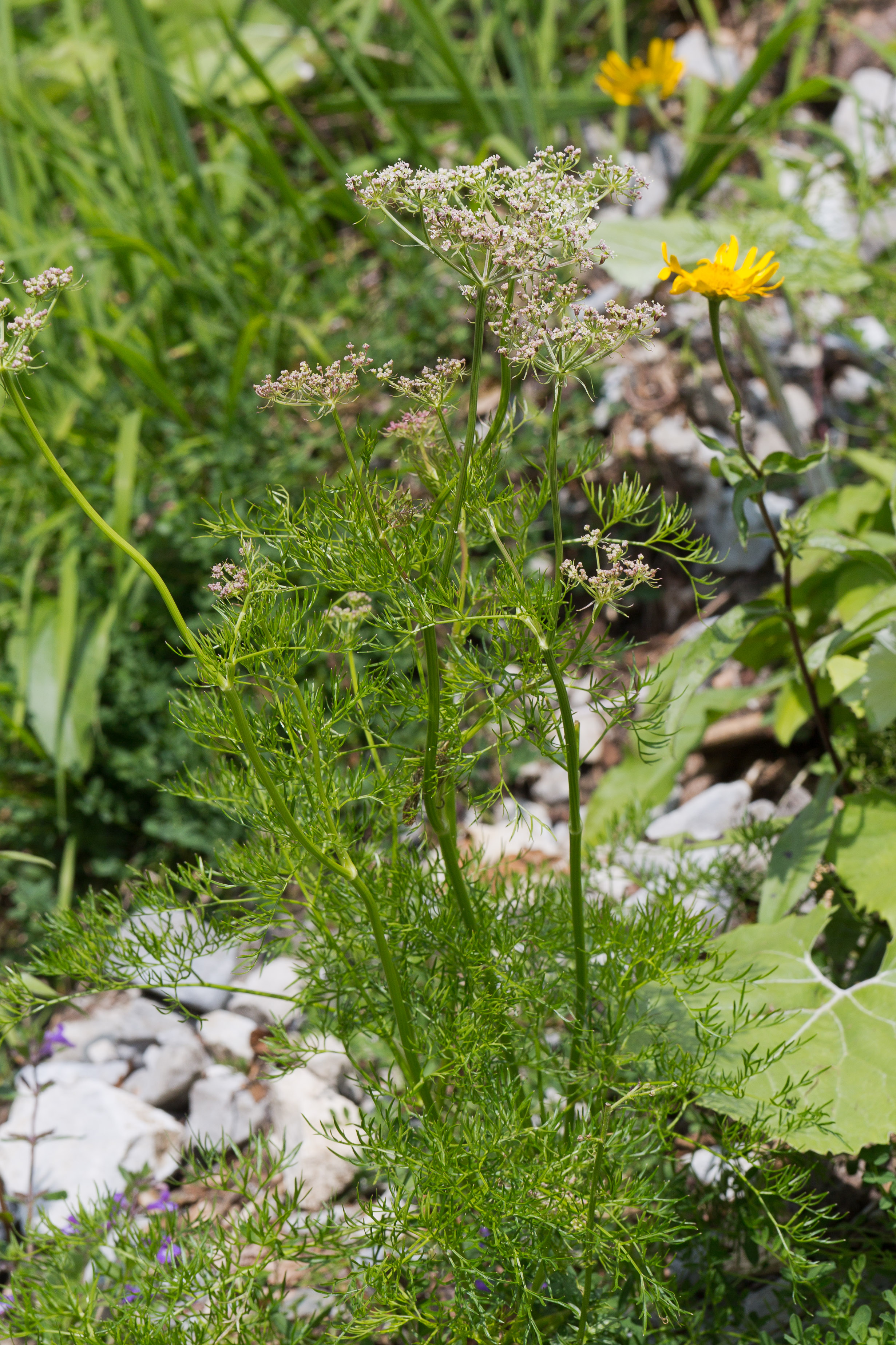 Apiaceae_Peucedanum rablense 1-2.jpg