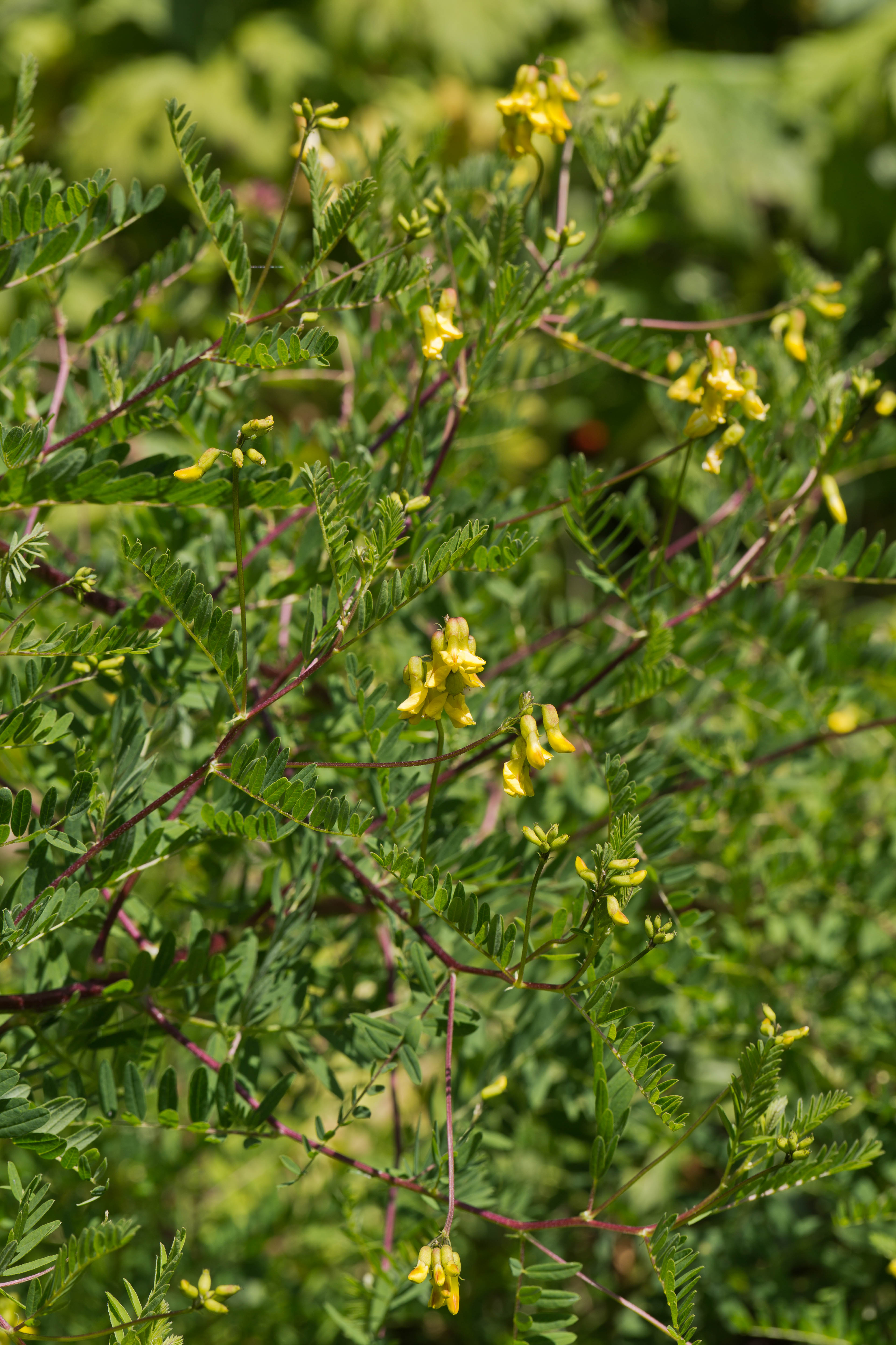 Fabaceae_Astragalus penduliflorus 1-2.jpg