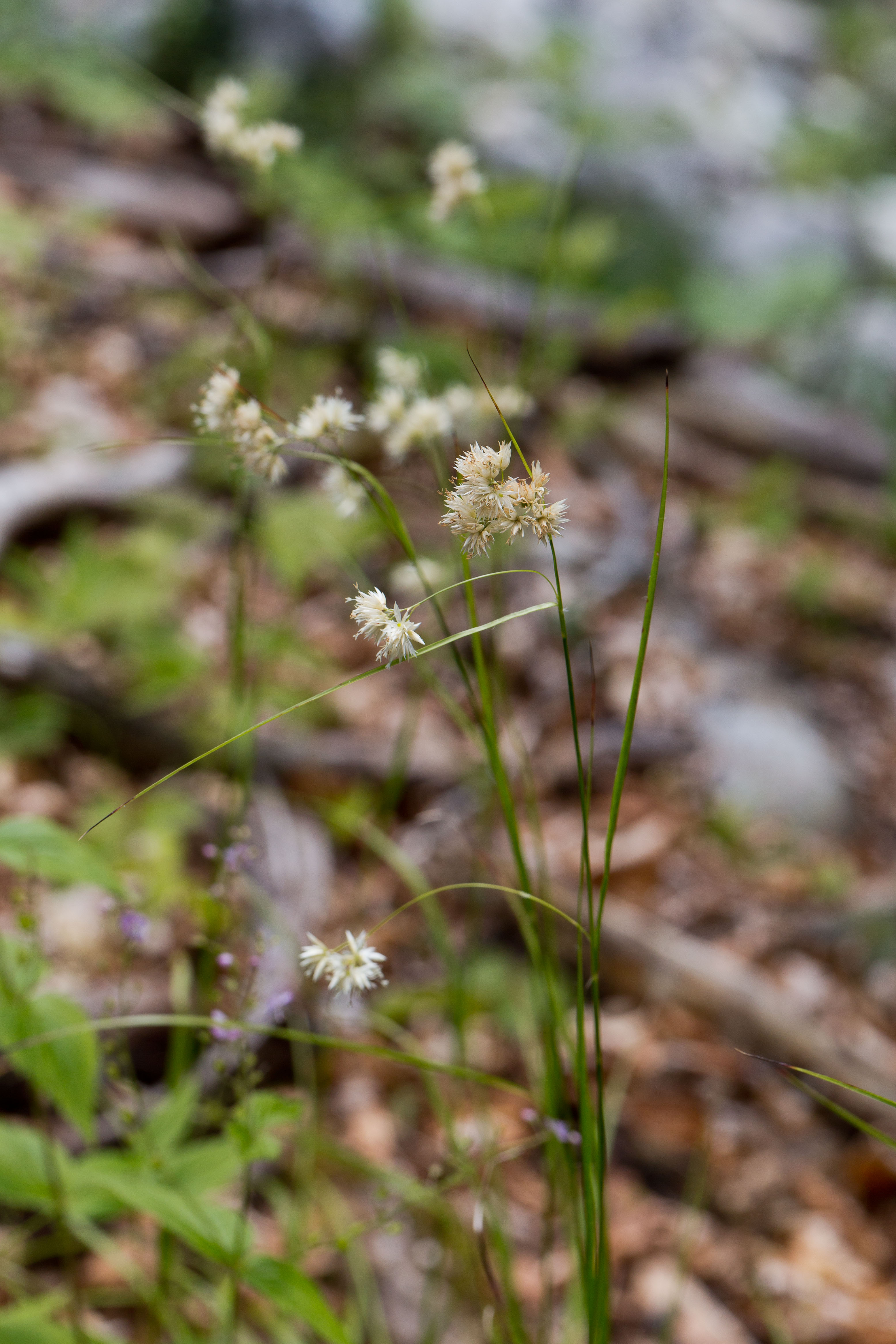 Juncaceae_Luzula nivea 1-2.jpg