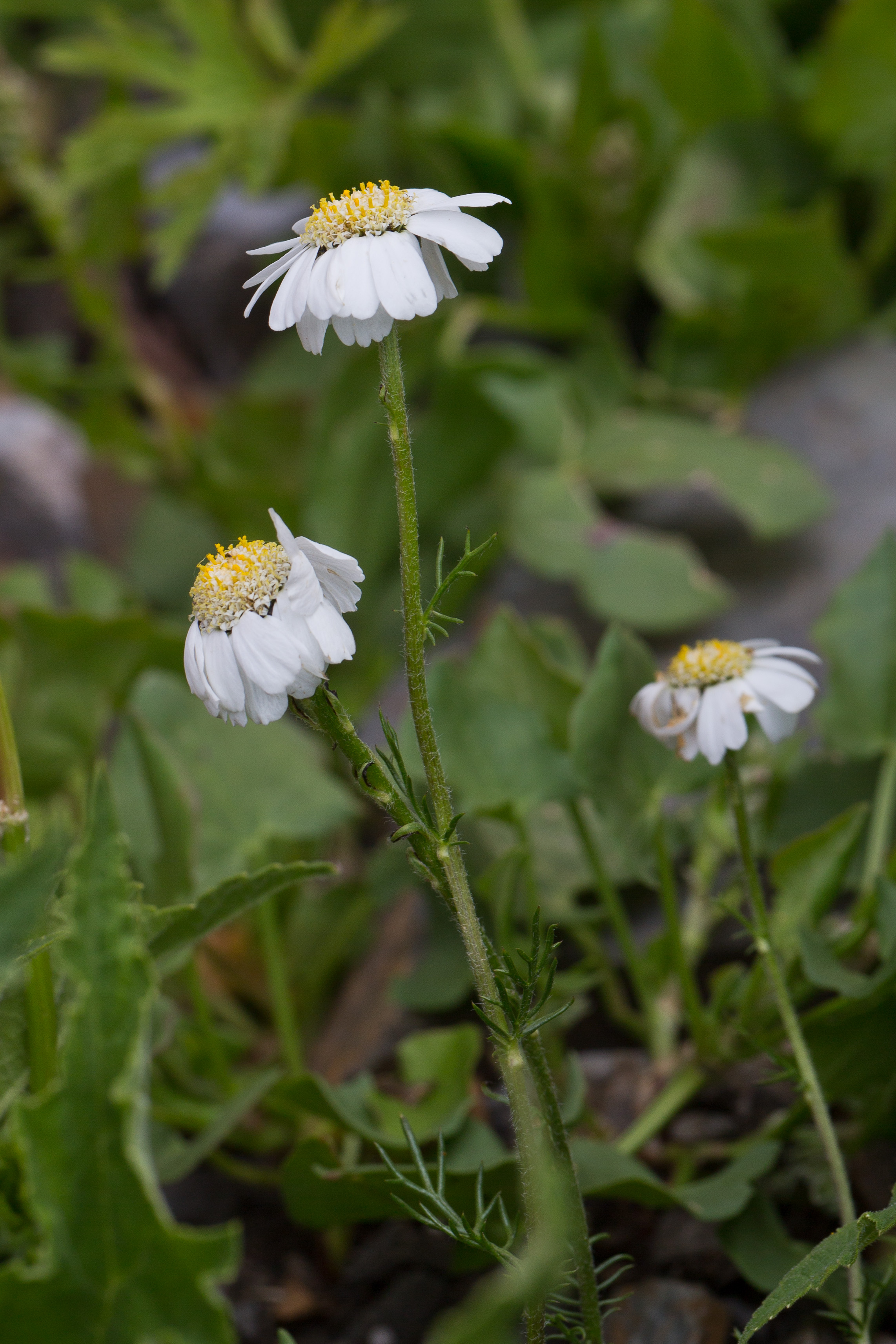 Asteraceae_Achillea oxyloba 1-2.jpg