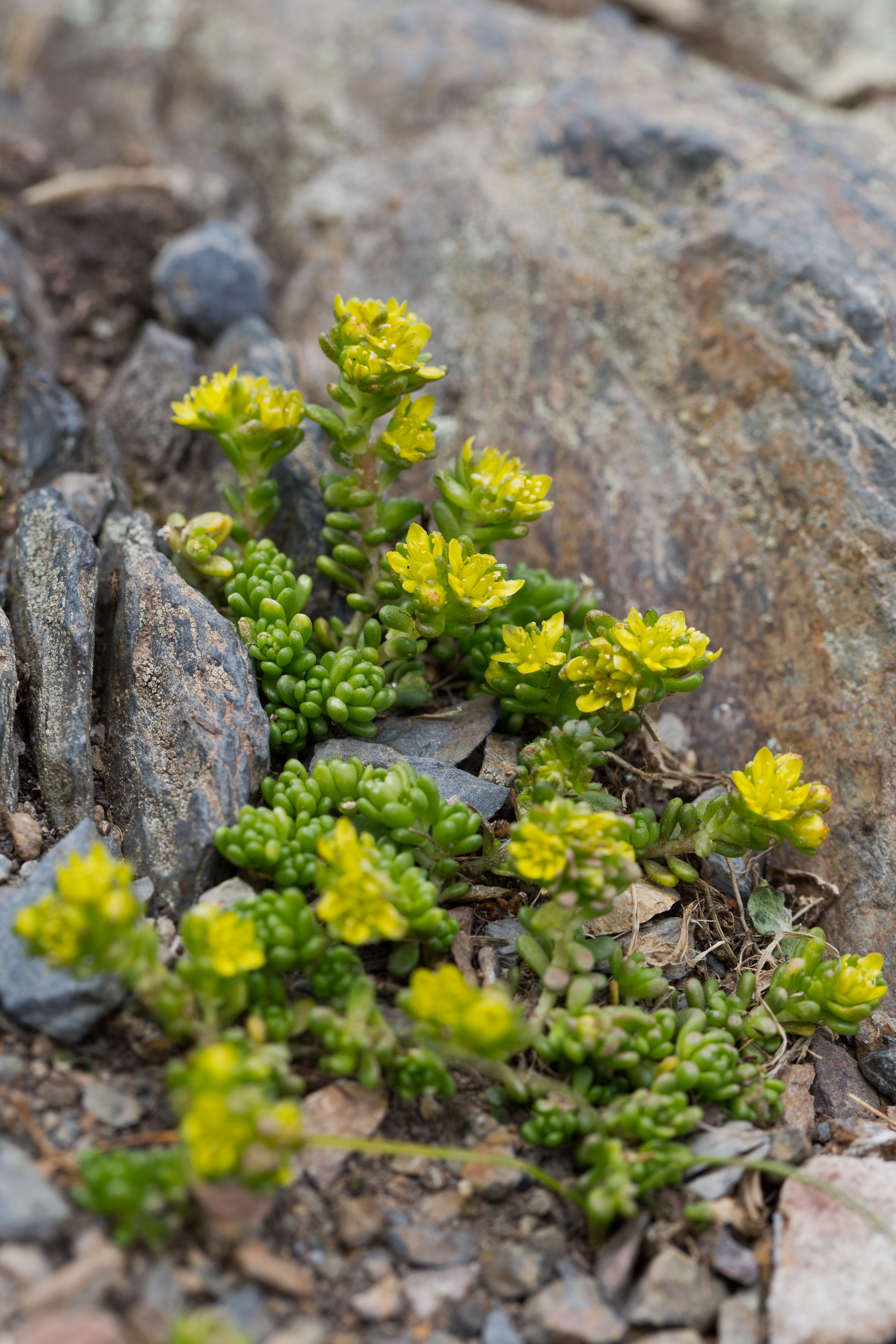 Crassulaceae_Sedum alpestre 1-2.jpg