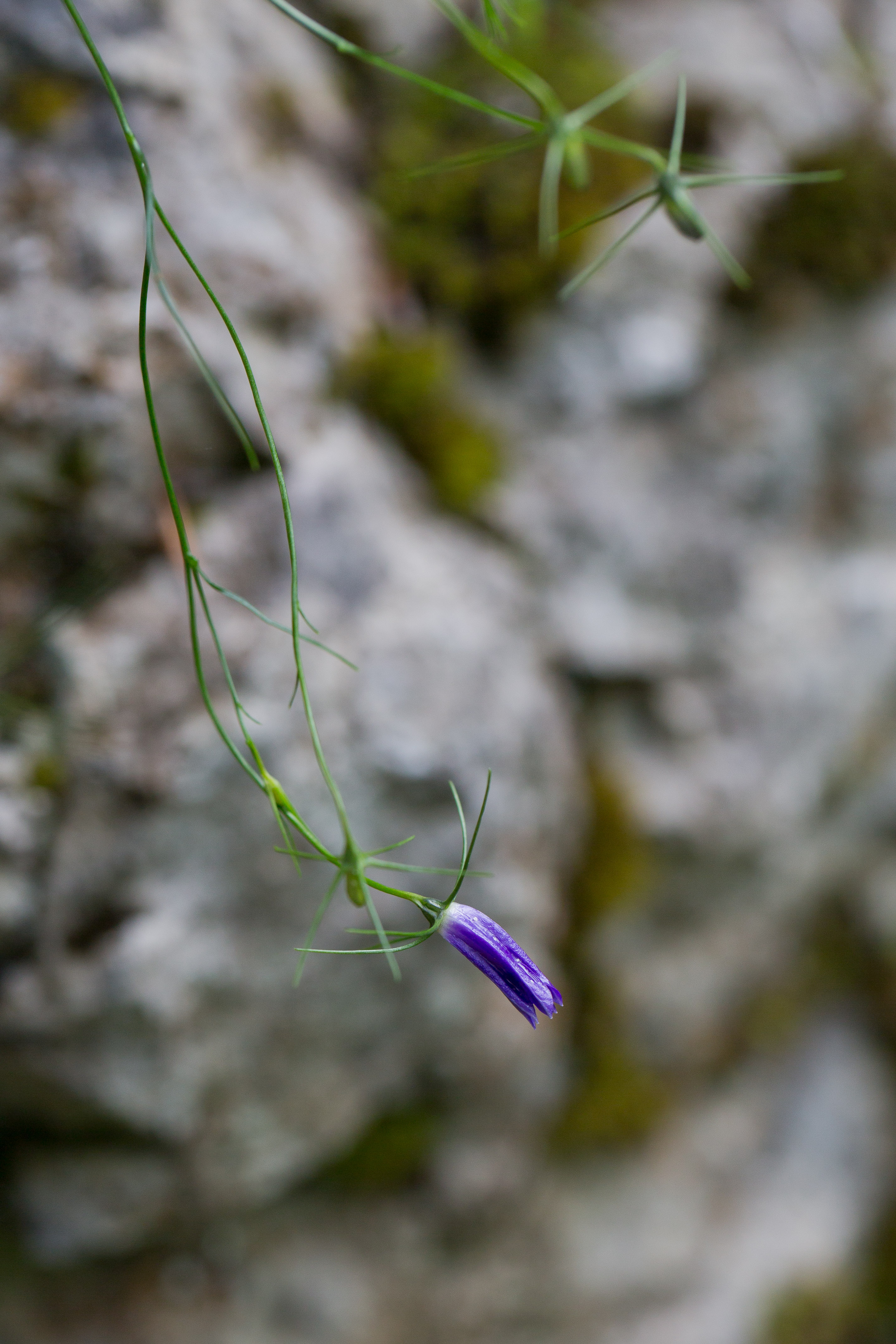 Campanulaceae_Campanula carnica 1-2.jpg