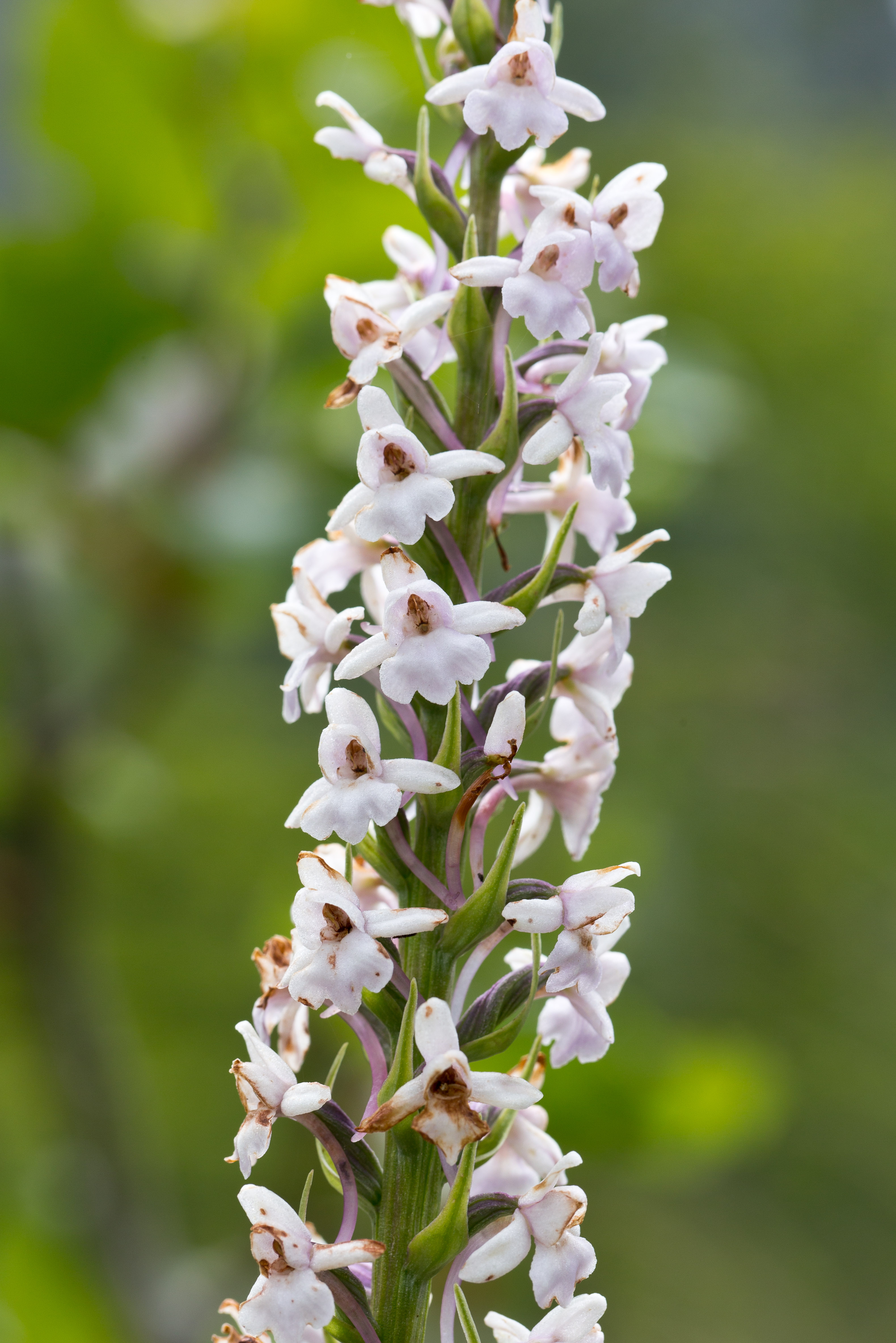 Orchidaceae_Gymnadenia conopsea_weiß 1-2.jpg