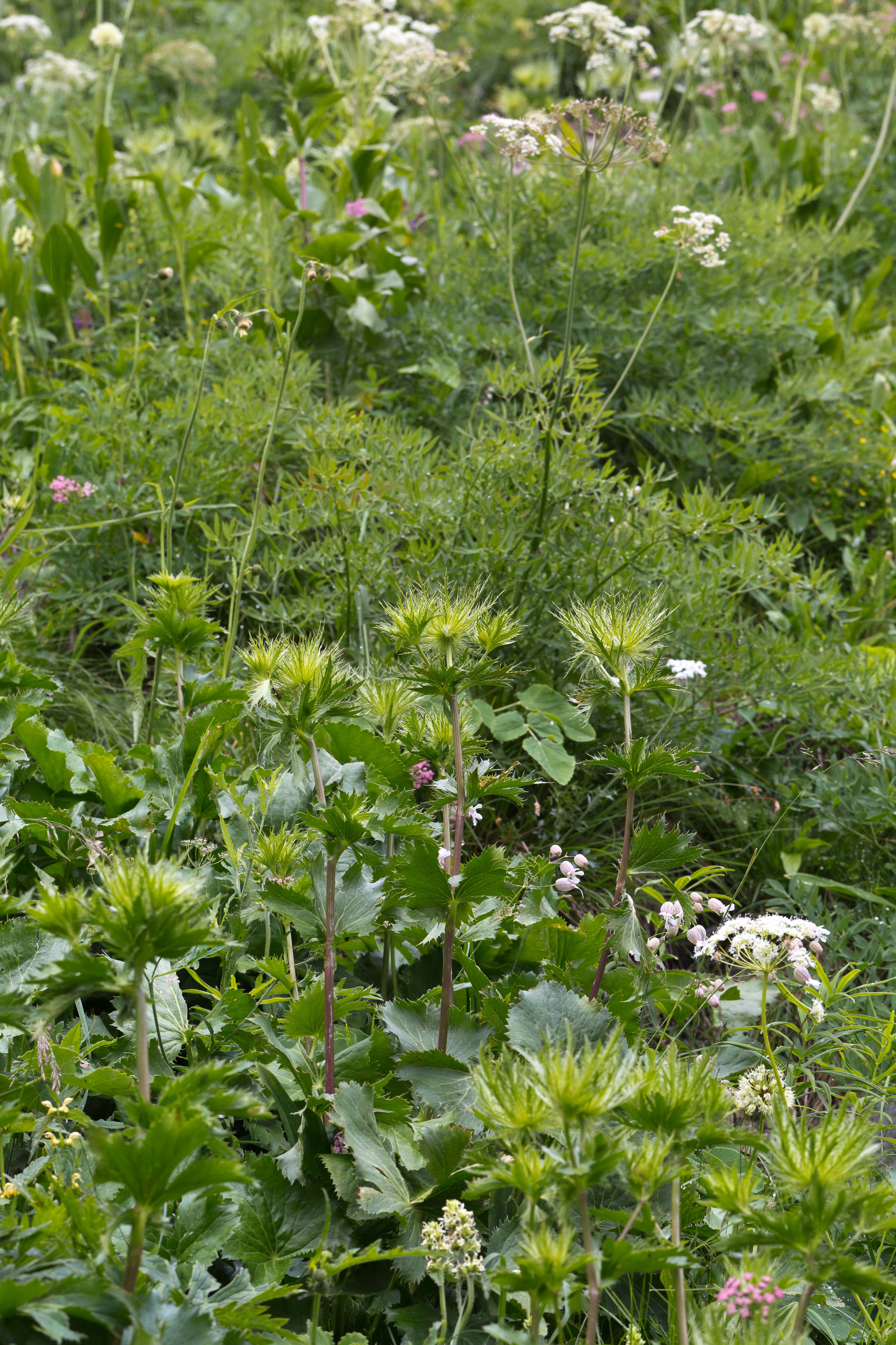 Apiaceae_Eryngium alpinum 2-2.jpg