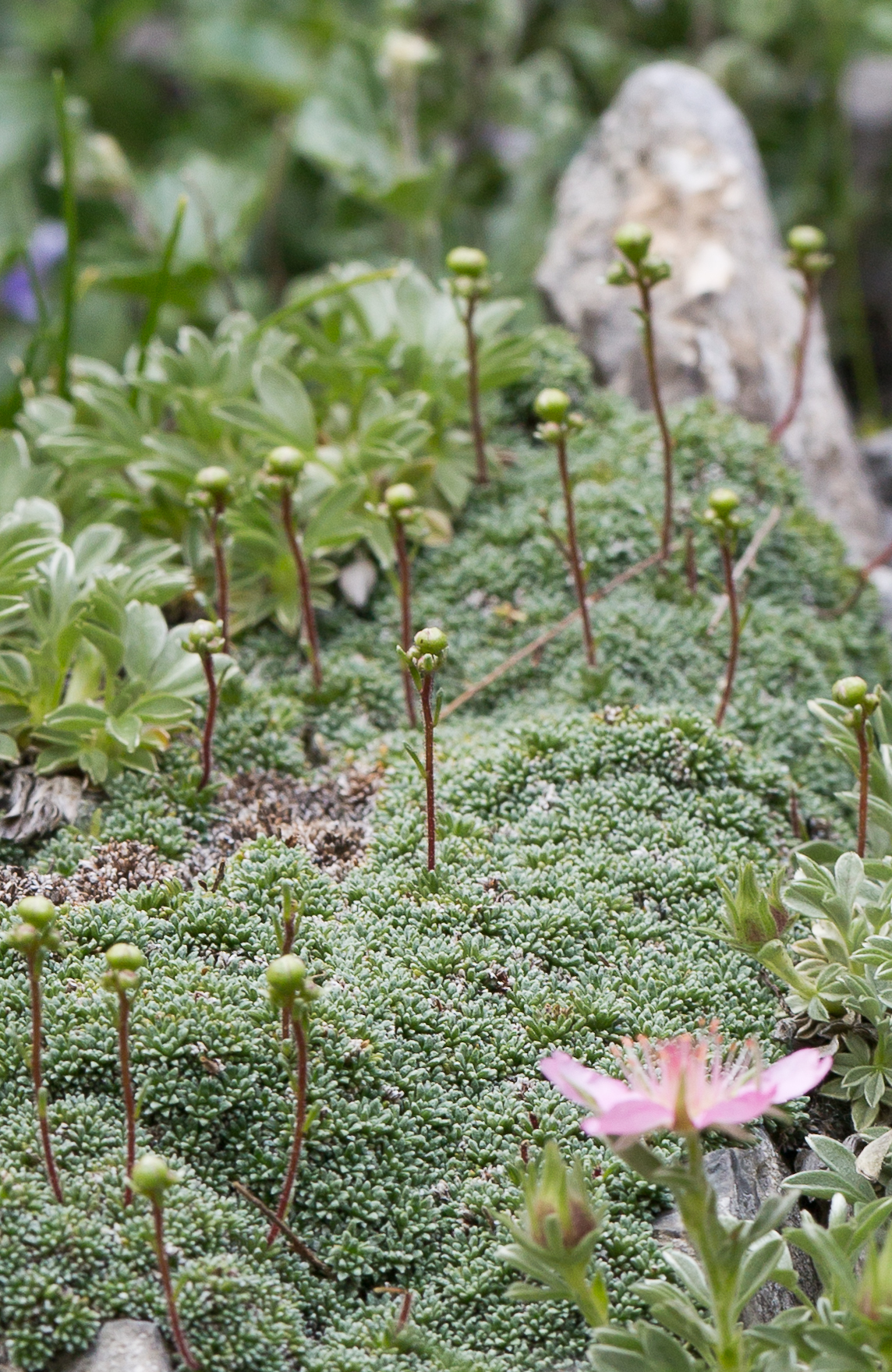 Saxifragaceae_Saxifraga squarrosa 1 det-2.jpg