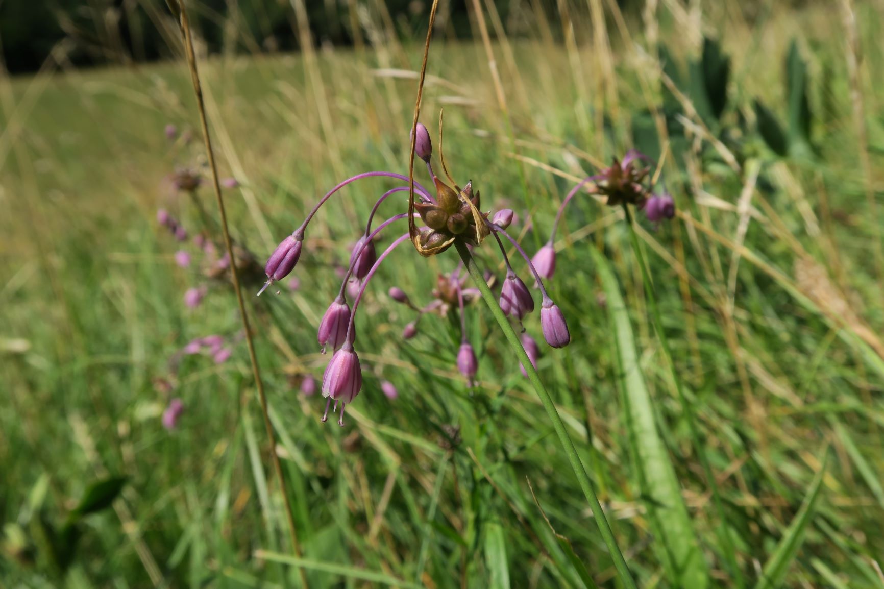 07.30 Gießhübl-Seewiese-Frauenstein Allium carinatum ssp. carinatum Eigentlicher Kiellauch, Seewiese mit Feuchtbotop 30.07.2020 C5X (7).JPG