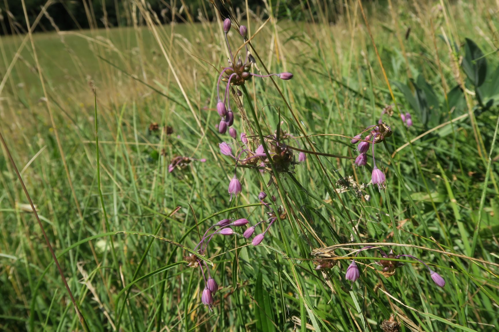 07.30 Gießhübl-Seewiese-Frauenstein Allium carinatum ssp. carinatum Eigentlicher Kiellauch, Seewiese mit Feuchtbotop 30.07.2020 C5X (8).JPG