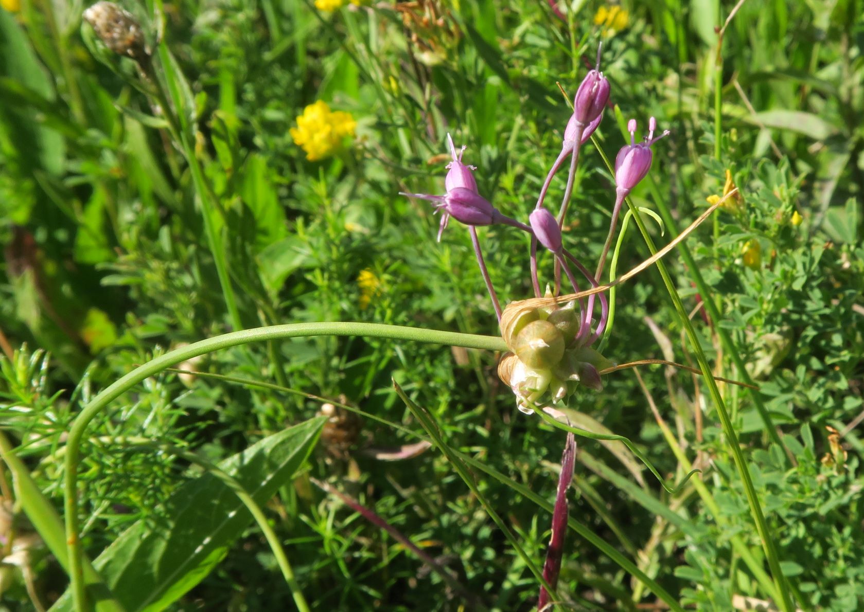 07.30 Gießhübl-Seewiese-Frauenstein Allium carinatum ssp. carinatum Eigentlicher Kiellauch, Seewiese mit Feuchtbotop 30.07.2020 C5X (9).JPG