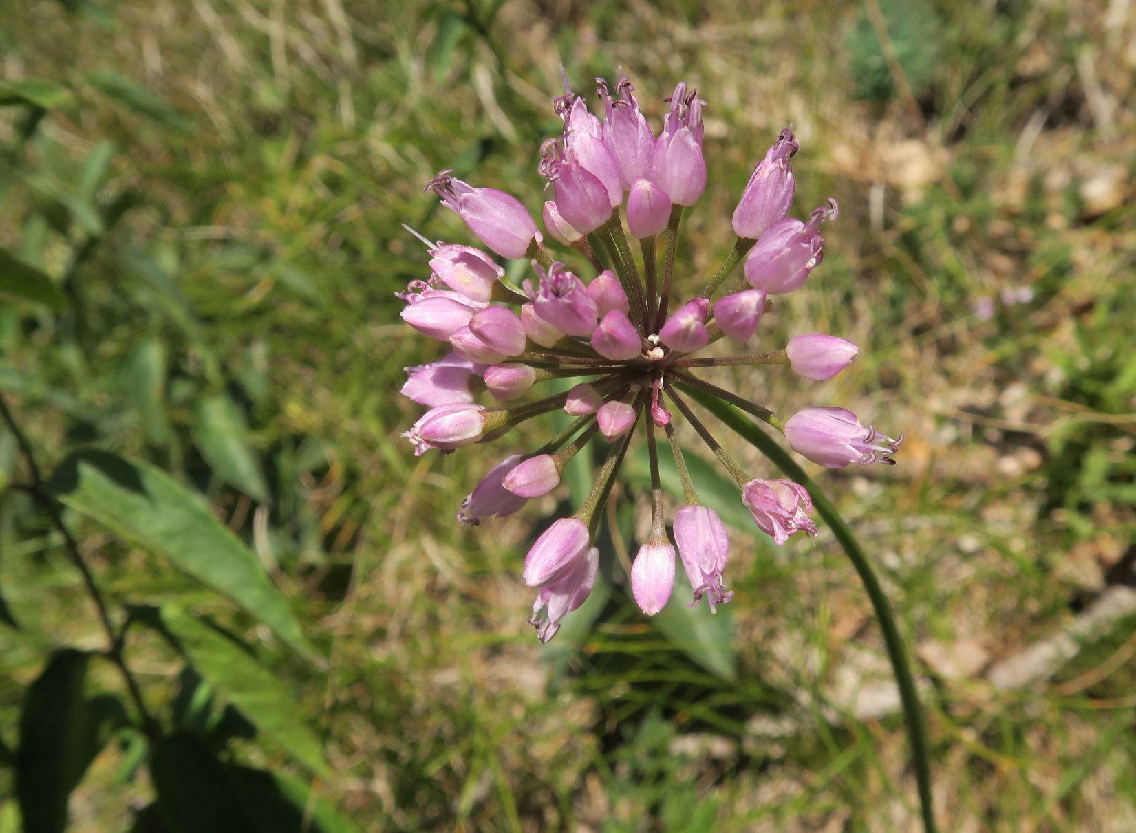 07.30 Gießhübl-Seewiese-Frauenstein Allium lusitanum Berg-Lauch, Teufelstein 30.07.2020 C5X (2).JPG