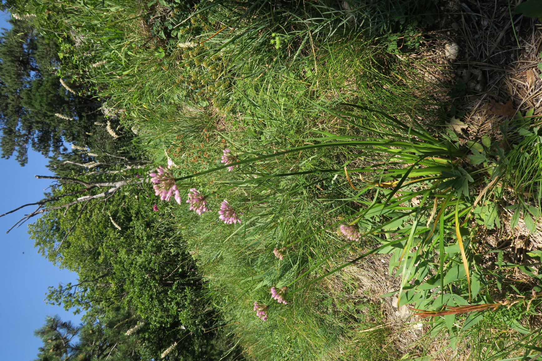 07.30 Gießhübl-Seewiese-Frauenstein Allium lusitanum Berg-Lauch, Teufelstein 30.07.2020 C5X (3).JPG