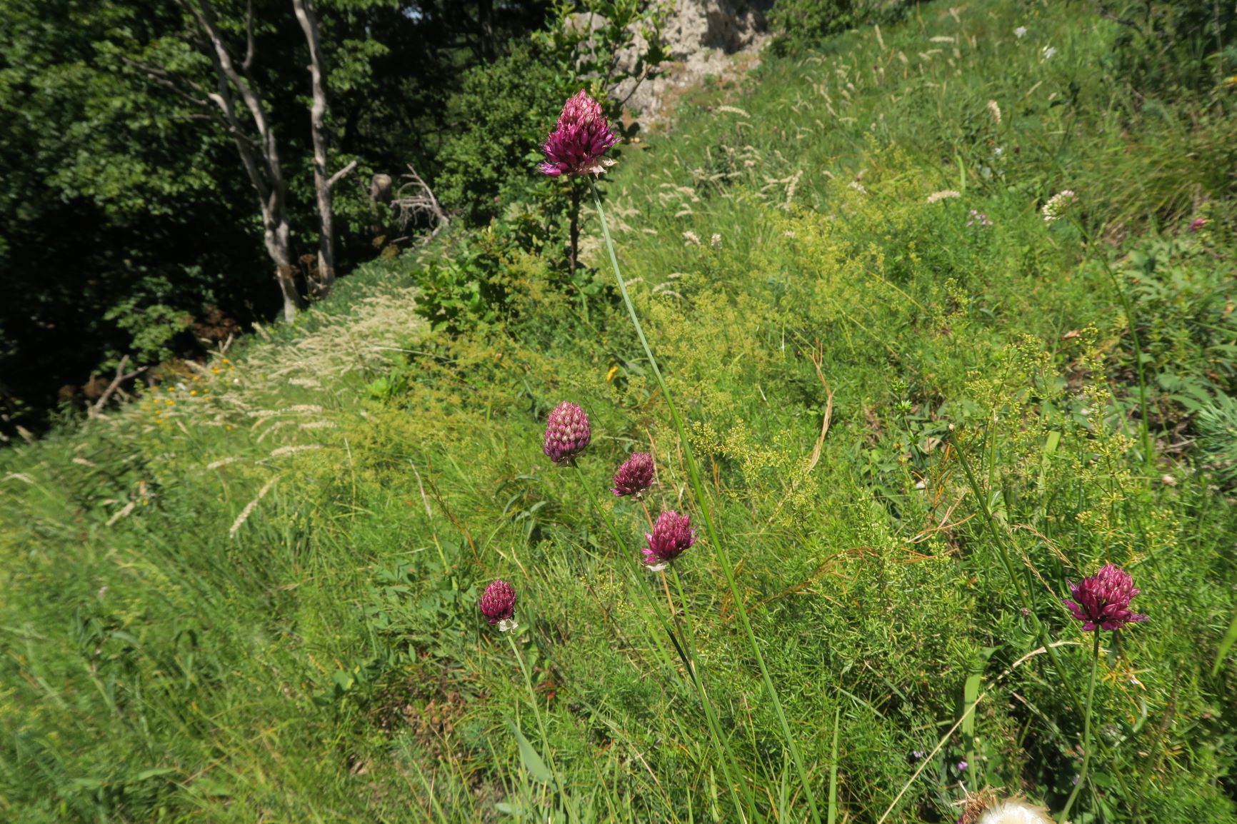 07.30 Gießhübl-Seewiese-Frauenstein Allium sphaerocephalon Kugel-Lauch, Teufelstein 30.07.2020 C5X (9).JPG