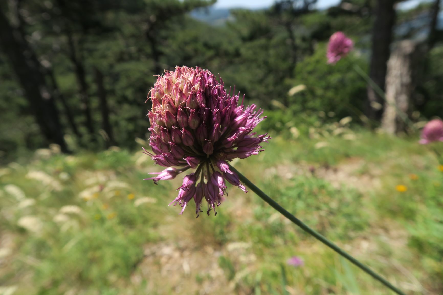 07.30 Gießhübl-Seewiese-Frauenstein Allium sphaerocephalon Kugel-Lauch, Teufelstein 30.07.2020 C5X (2).JPG