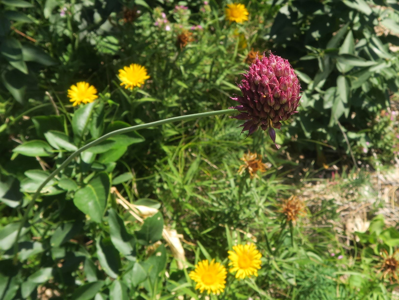 07.30 Gießhübl-Seewiese-Frauenstein Allium sphaerocephalon Kugel-Lauch, Teufelstein 30.07.2020 C5X (8).JPG