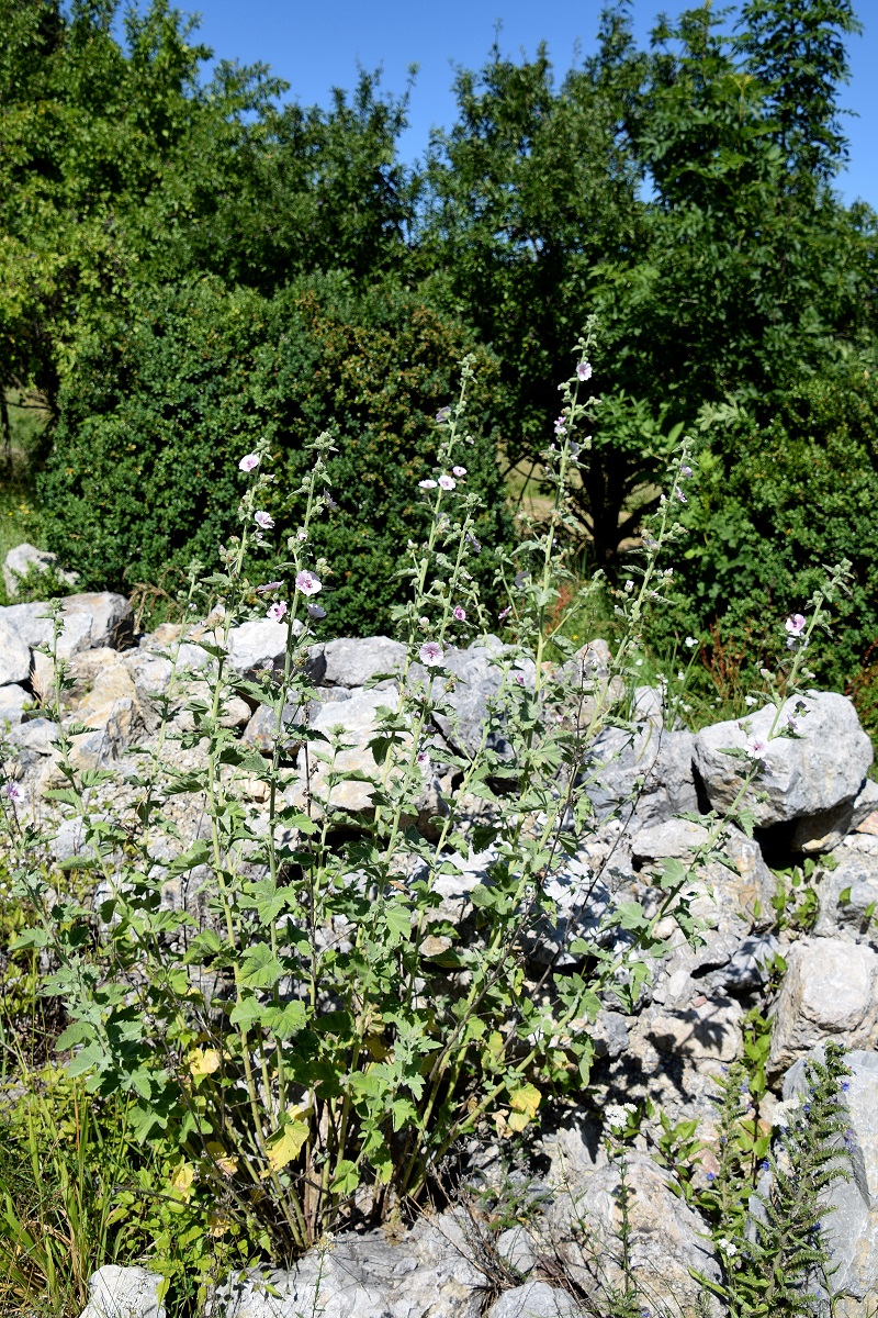 Lainzer Tiergarten-30072020-(2) - Wiese links nach Dianator - Althaea taurinensis  - Turiner Eibisch.JPG