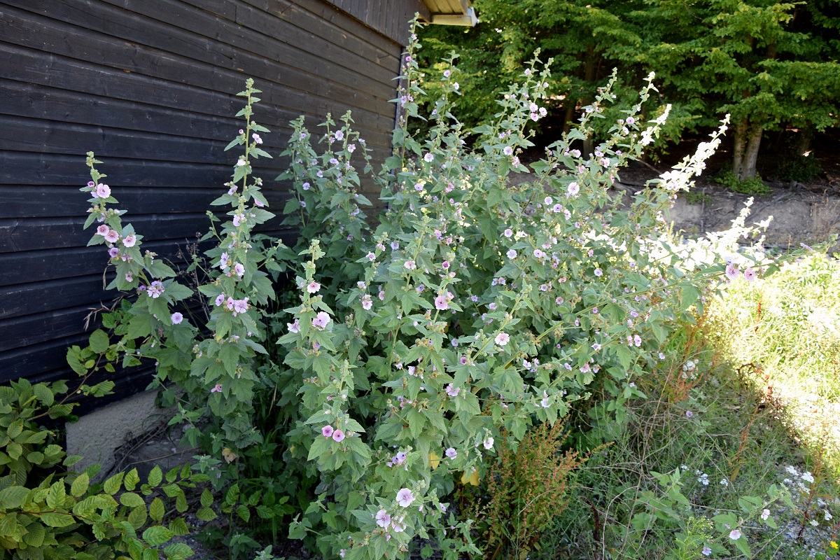 Lainzer Tiergarten-30072020-(6) - Wiese links nach Dianator - Althaea taurinensis  - Turiner Eibisch.JPG