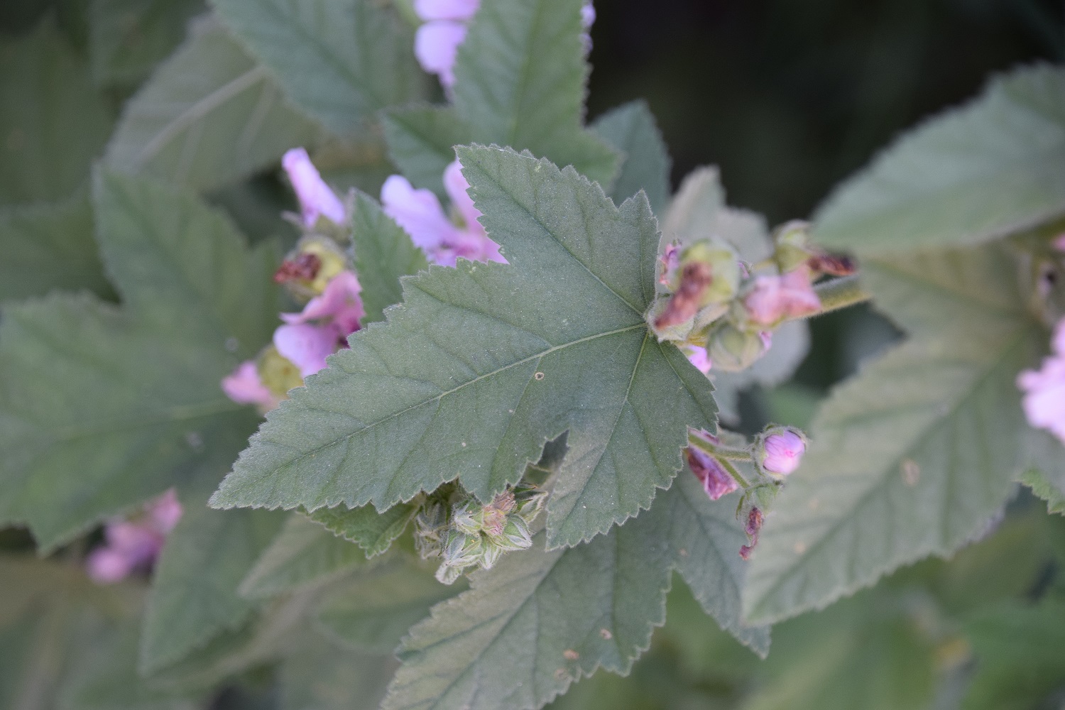 Lainzer Tiergarten-30072020-(8) - Wiese links nach Dianator - Althaea taurinensis  - Turiner Eibisch.JPG