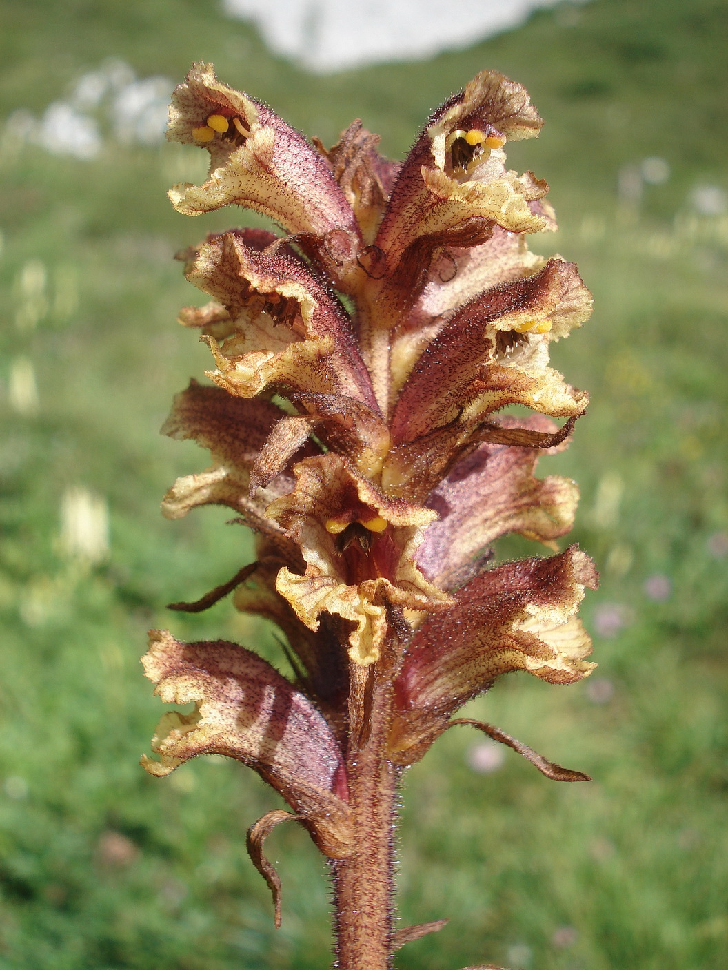 Orobanche.pancicii.I-Friaul.Mt.Cavallo.1.8.20.JPG