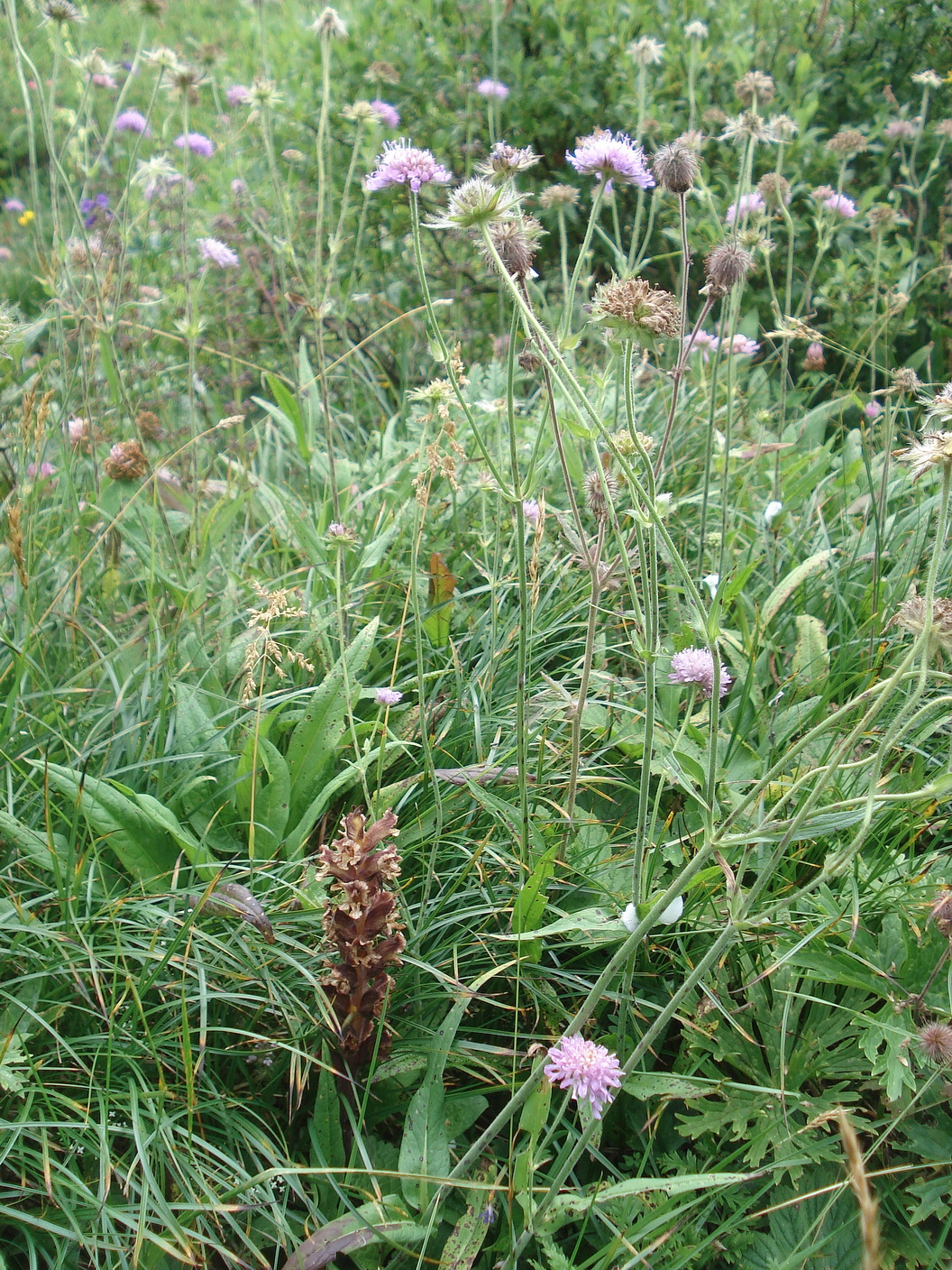 Orobanche.pancicii.I-Friaul.Mt.Cavallo 1.8.20.JPG