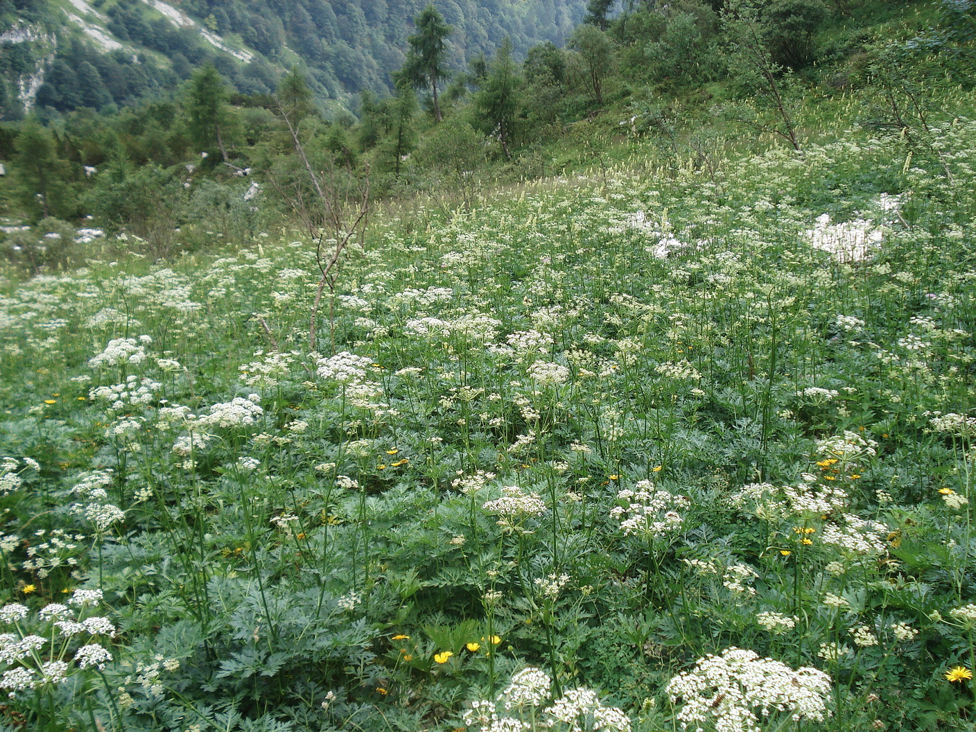 Grafia.golaka.I-Friaul.Mt.Cavallo.1.8.20.JPG