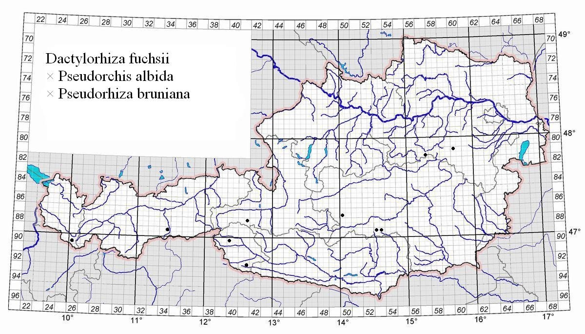 4 Karte Dactylorhiza fuchsii x Pseudorchis albida.jpg