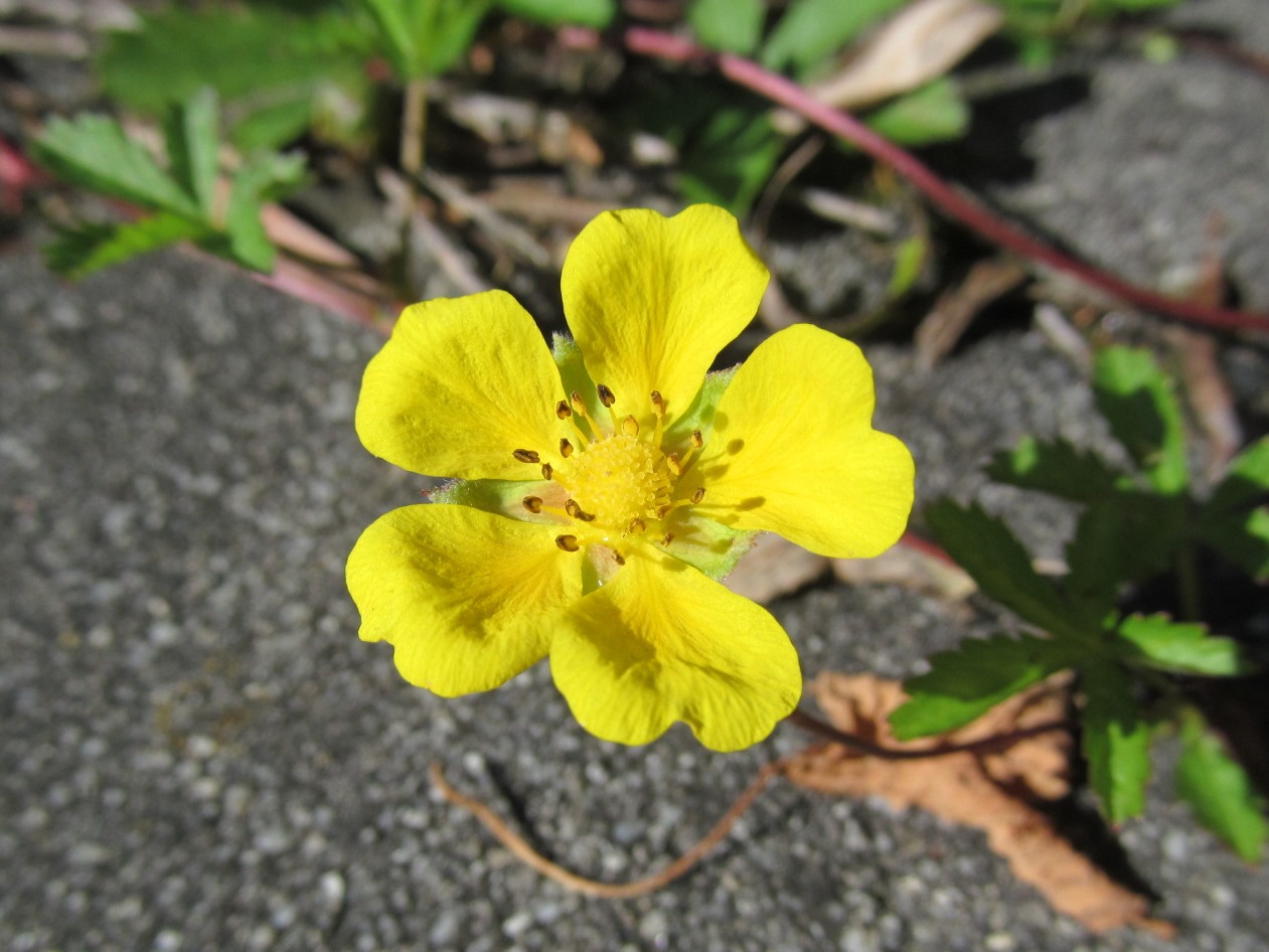 IMG_0151 Potentilla reptans (Kriechendes Fingerkraut) Pielachtaler Seensucht.JPG