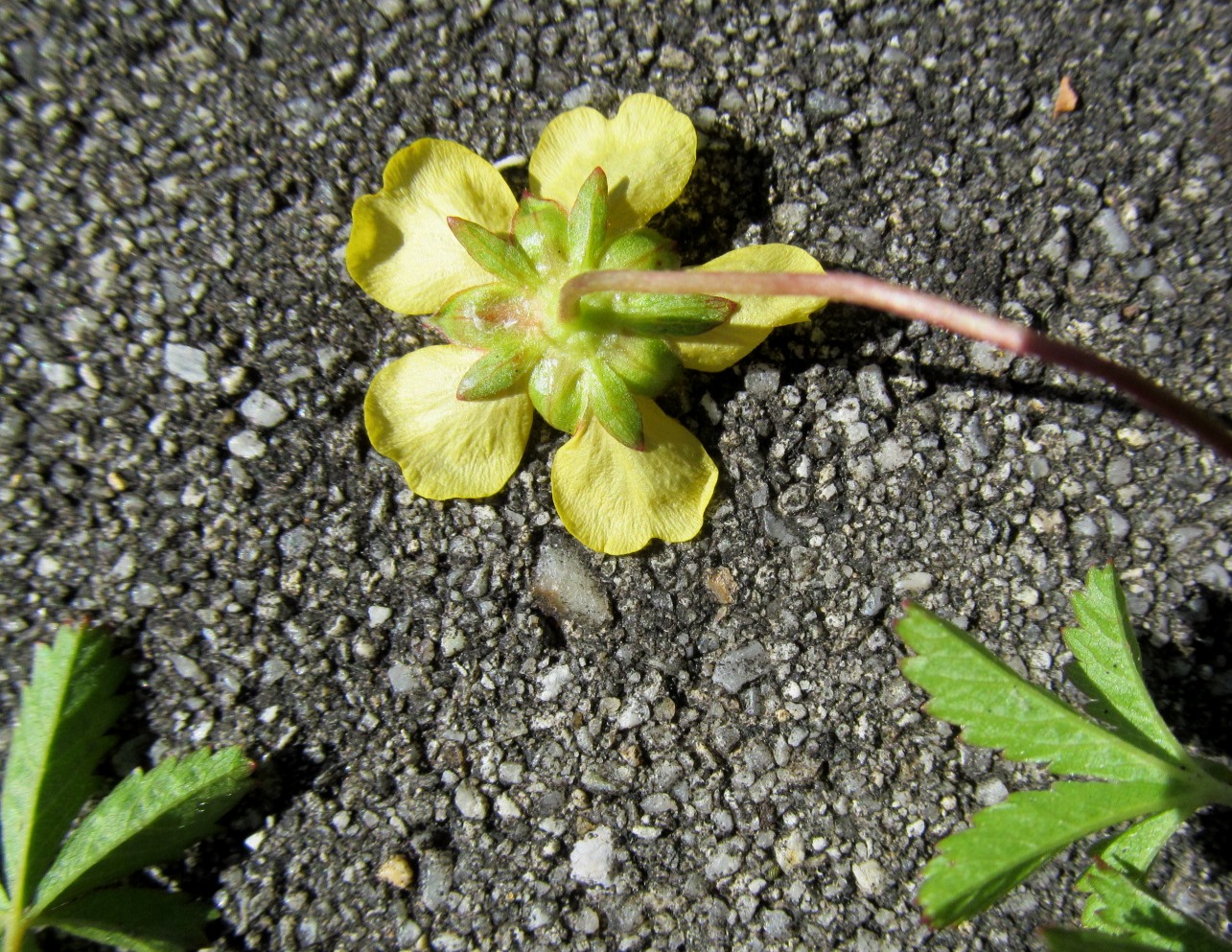 IMG_0152 Potentilla reptans (Kriechendes Fingerkraut) Pielachtaler Seensucht.JPG