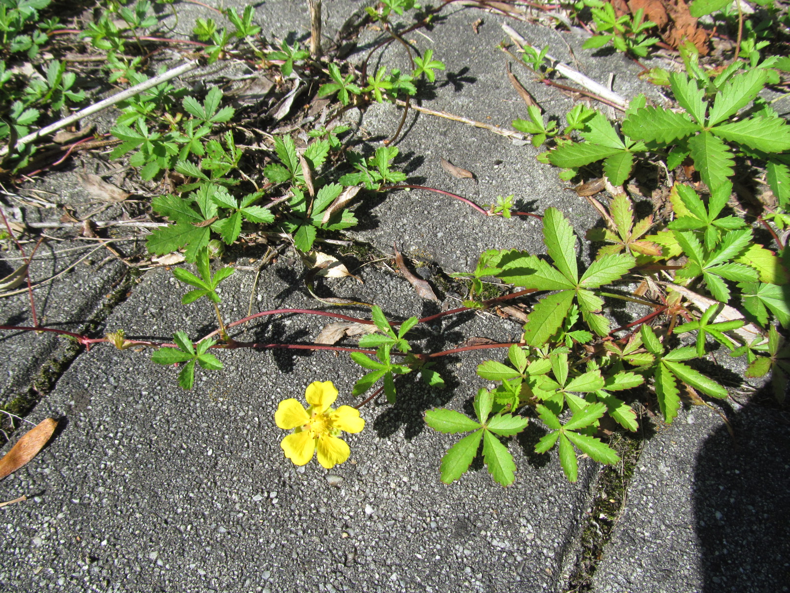 IMG_0156 Potentilla reptans (Kriechendes Fingerkraut) Pielachtaler Seensucht.JPG