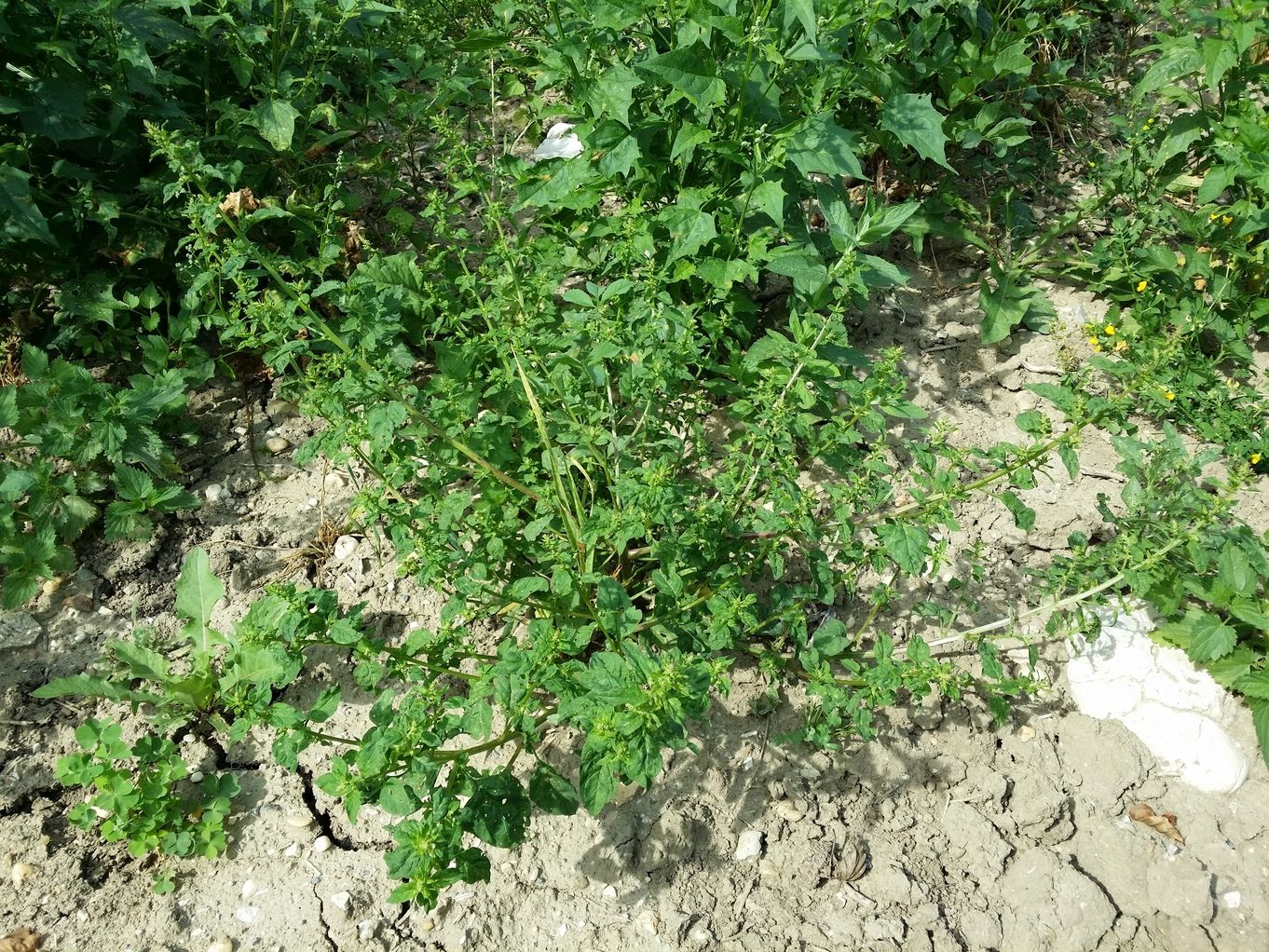 20200802_105027.jpg