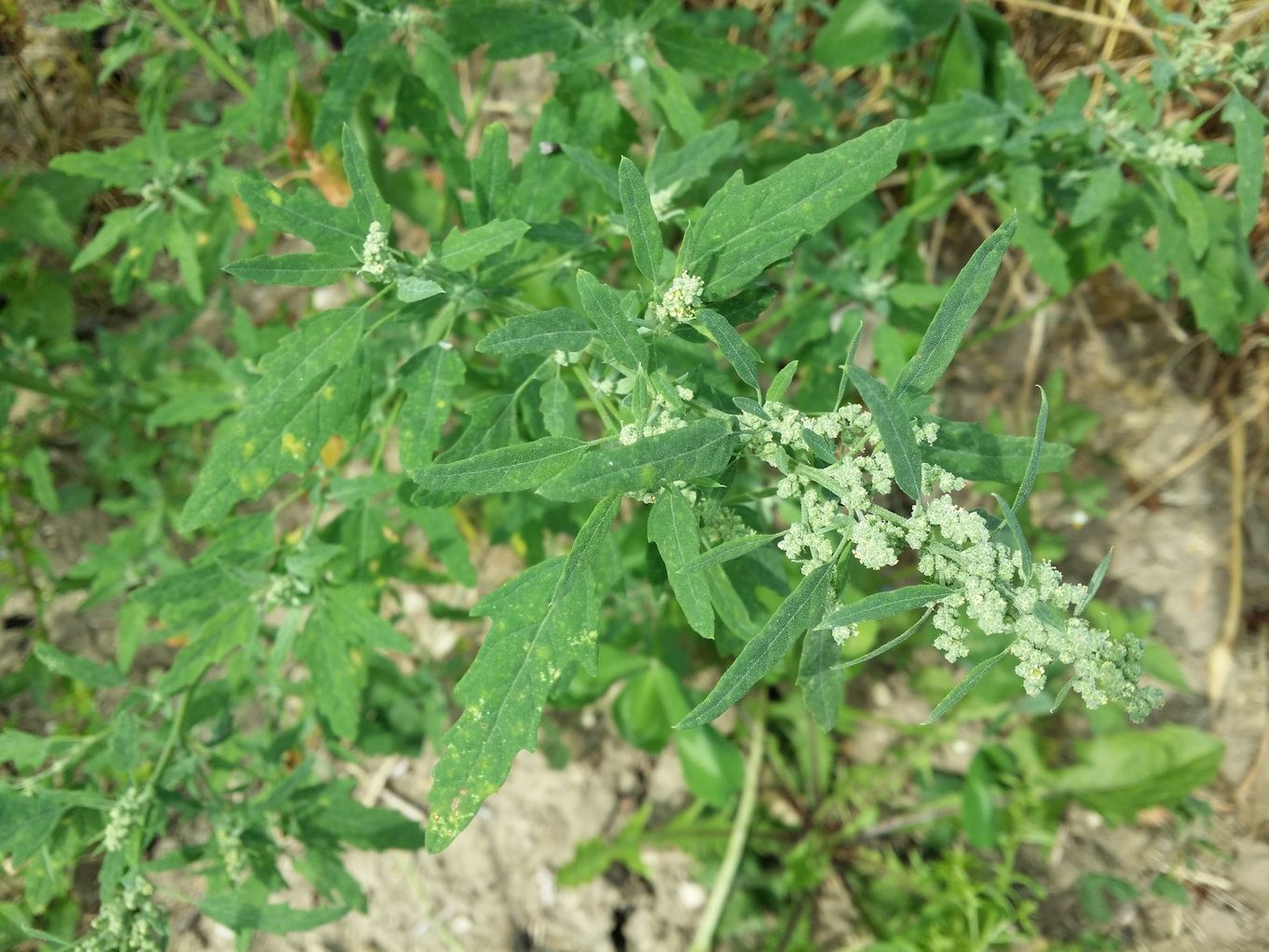 20200802_105945.jpg