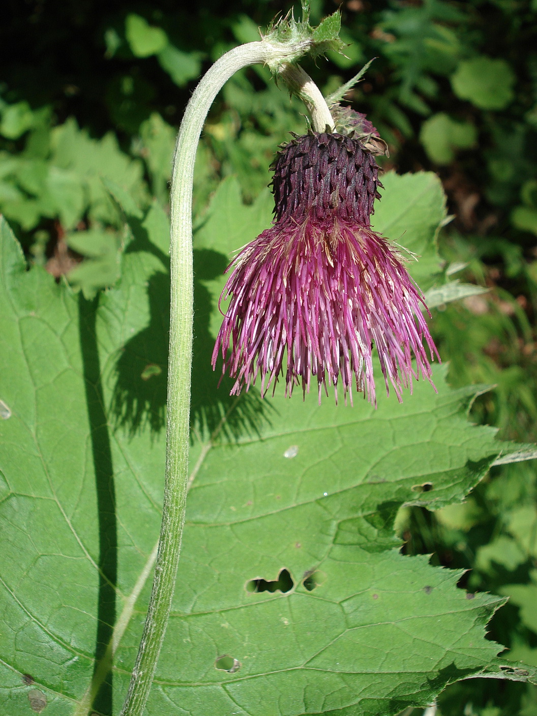 Cirsium.erisithales x greimleri.K-Petzen.Luschasattel-Globasnitz.JPG