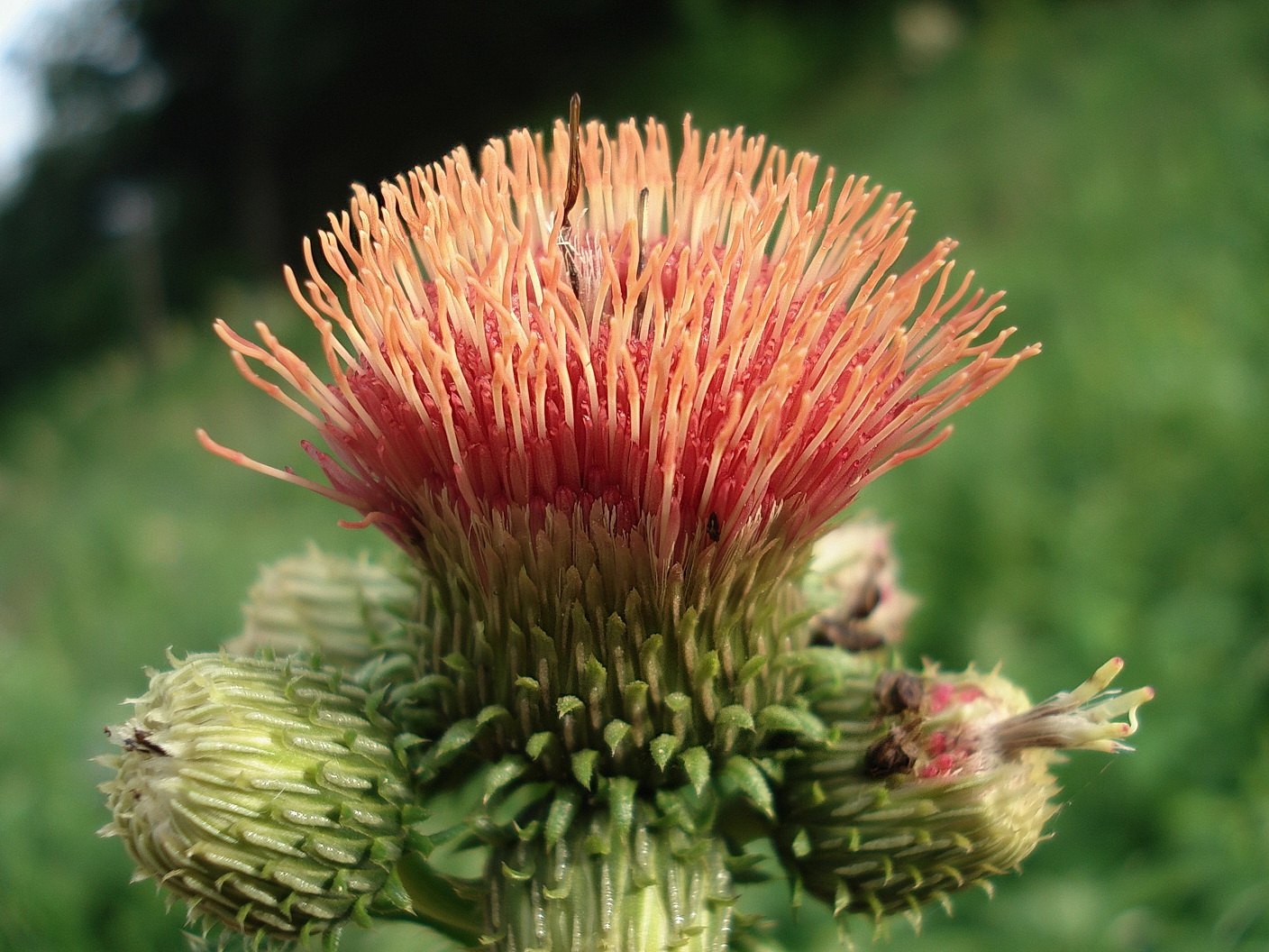 Cirsium.erisithales x rivulare.N-Wienerbruck-Stausee..JPG