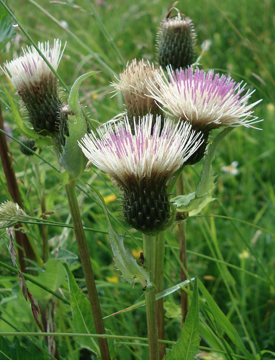 Cirsium.heterophyllum x oleraceum.T -Patscherkofel.jpg