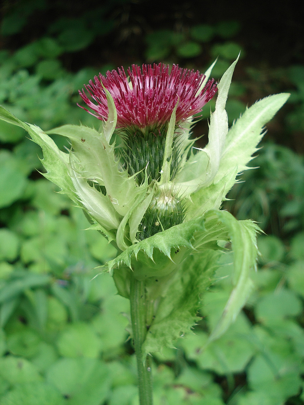 Cirsium.oleraceum.var.amarantaceum.St-Rosenkog. 14.8.14.JPG