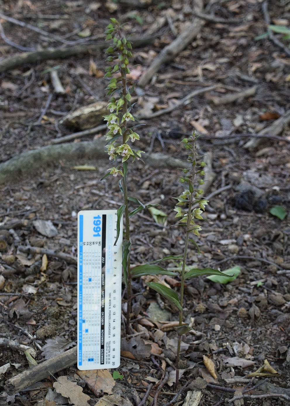 Lainzer Tiergarten-30072020-(27) - - Epipactis purpurata - Violett-Ständelwurz.JPG