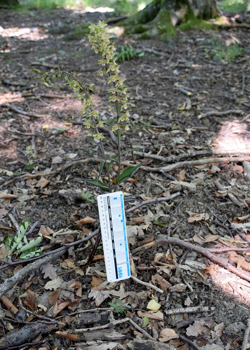 Lainzer Tiergarten-30072020-(31) - - Epipactis purpurata - Violett-Ständelwurz.JPG