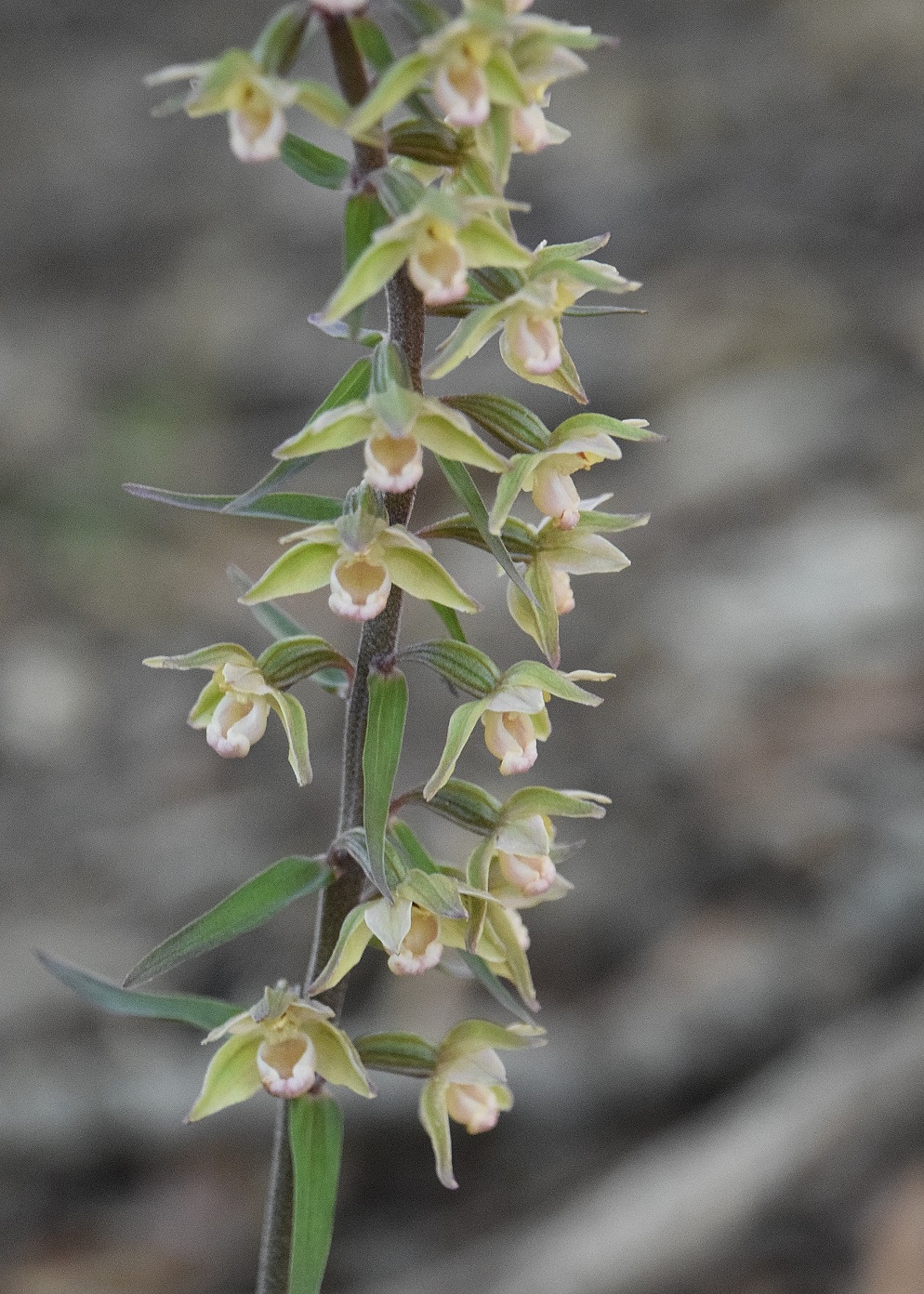 Lainzer Tiergarten-30072020-(29) - - Epipactis purpurata - Violett-Ständelwurz.JPG