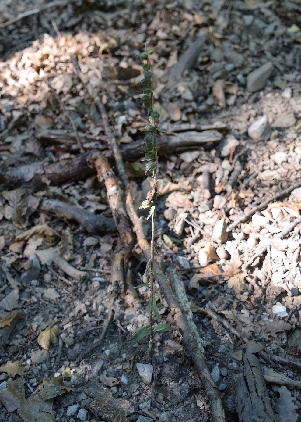 Lainzer Tiergarten-30072020-(88) - - Epipactis microphylla - Kleinblatt-Ständelwurz.JPG