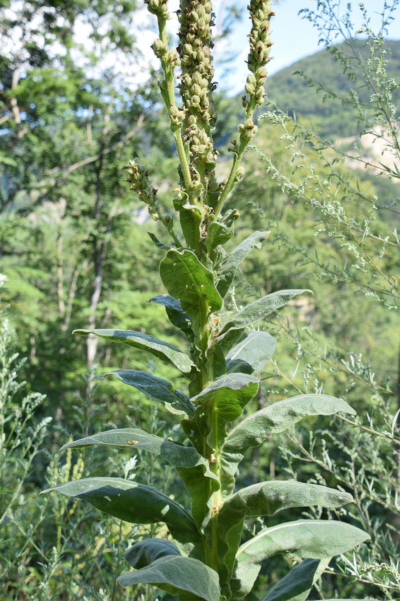 W23 - Eichkogel - 28072020-(24) - Verbascum phlomoides - Gewöhnlich-Königskerze.JPG