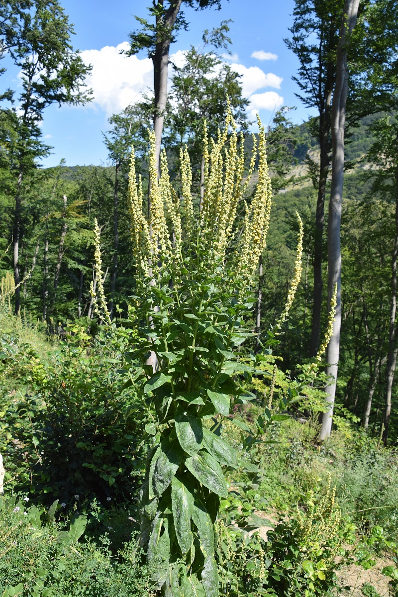 W23 - Eichkogel - 28072020-(26) - Verbascum cf chaixii.JPG