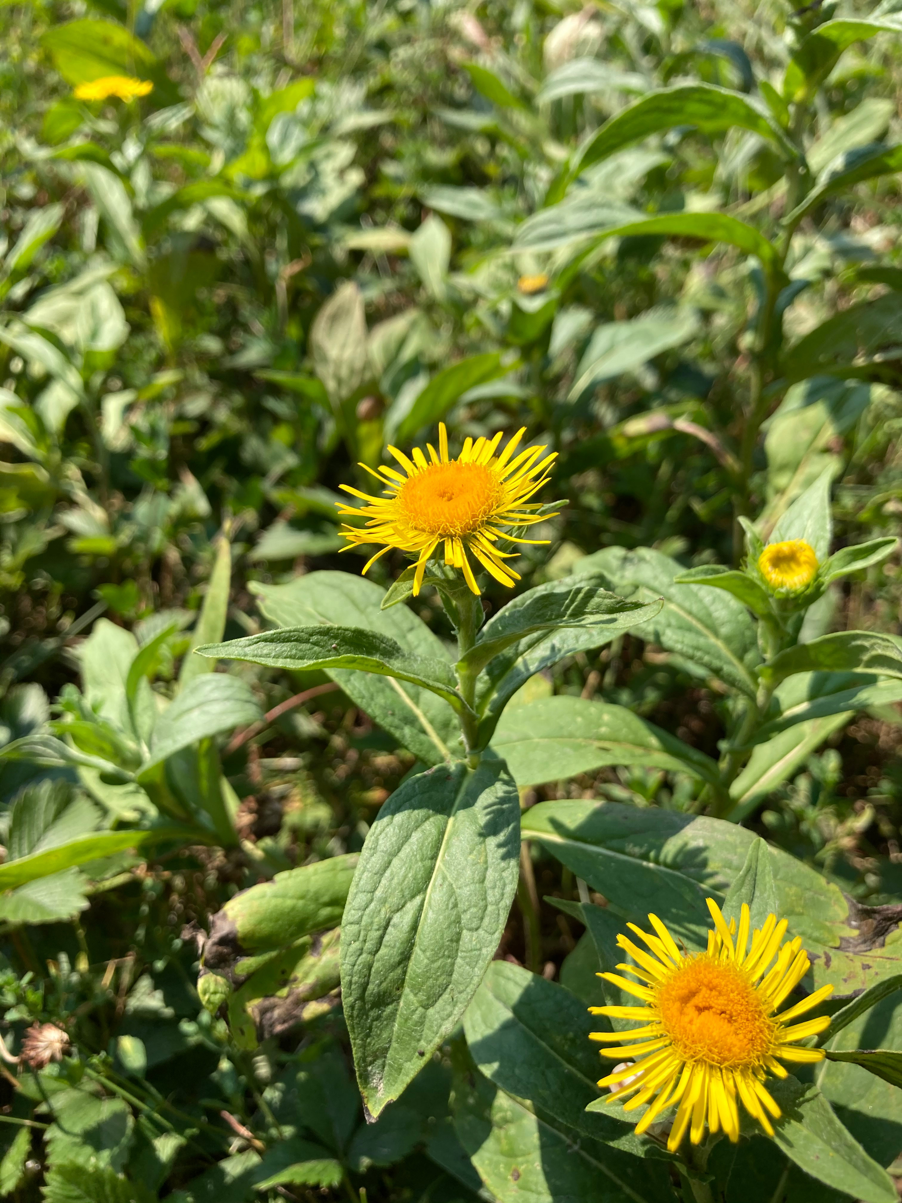 Inula_Todtenwiese_total.jpg