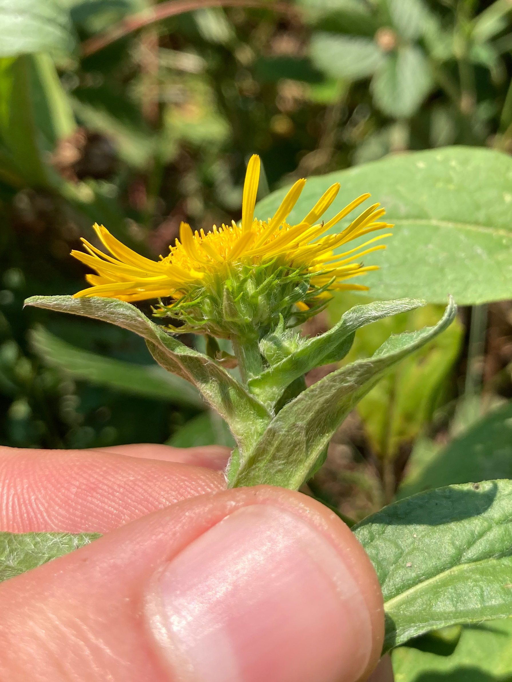 Inula_Todtenwiese_KB.jpg