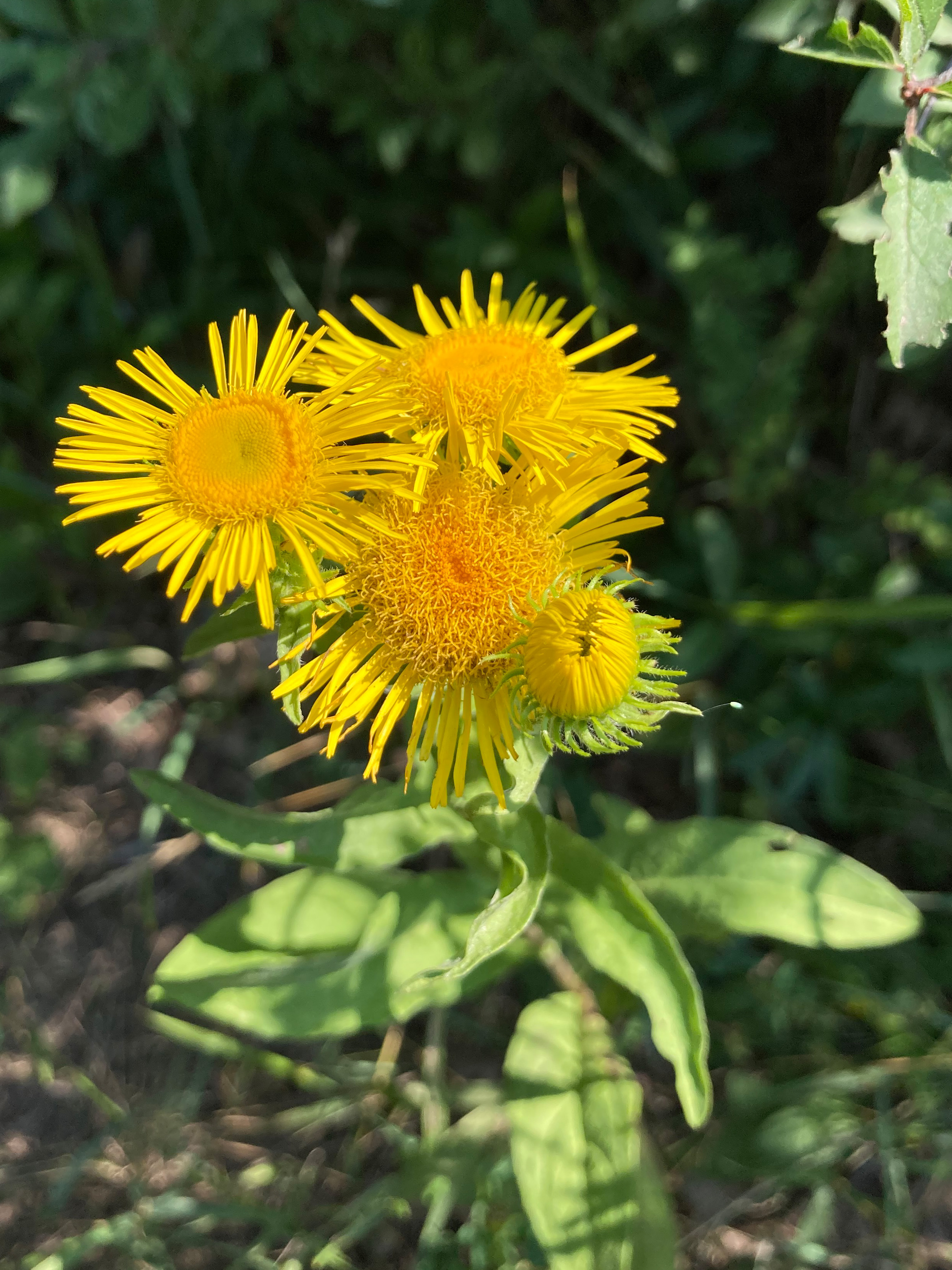 Inula_Sterndlwiese_total.jpg