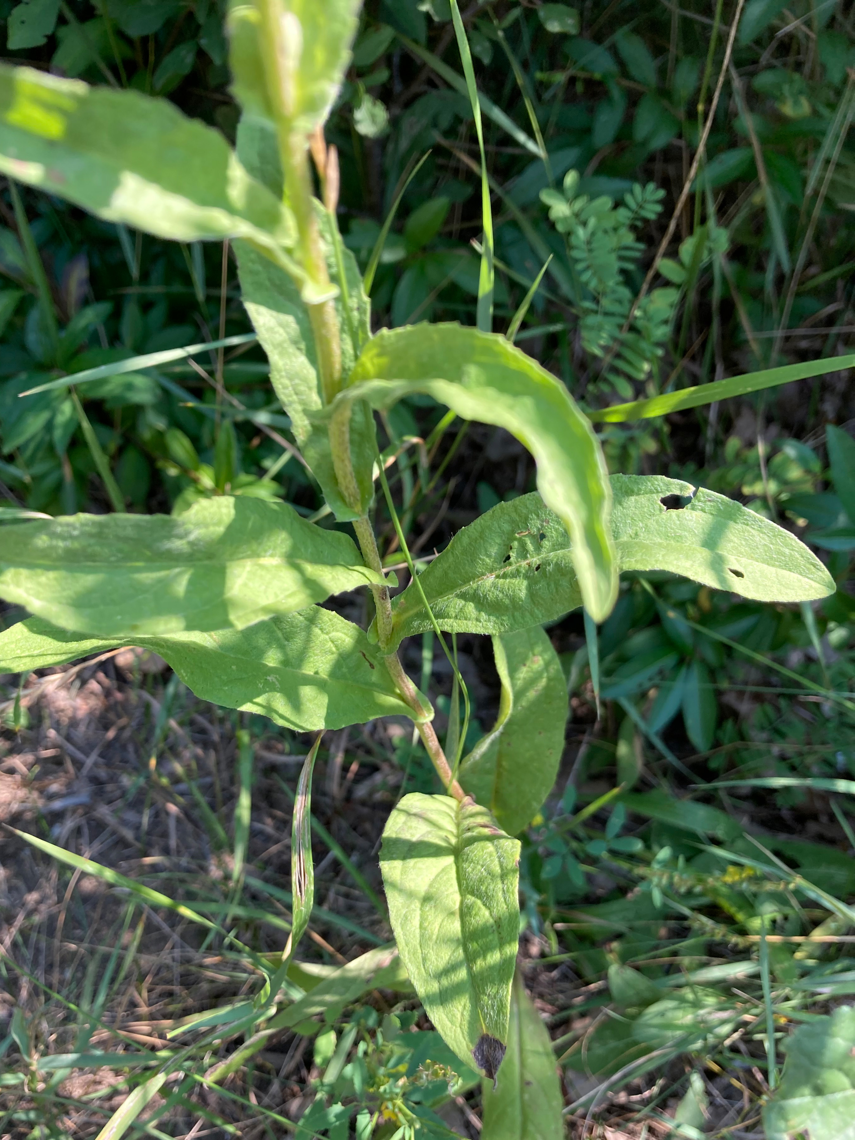 Inula_Sterndlwiese_LB.jpg